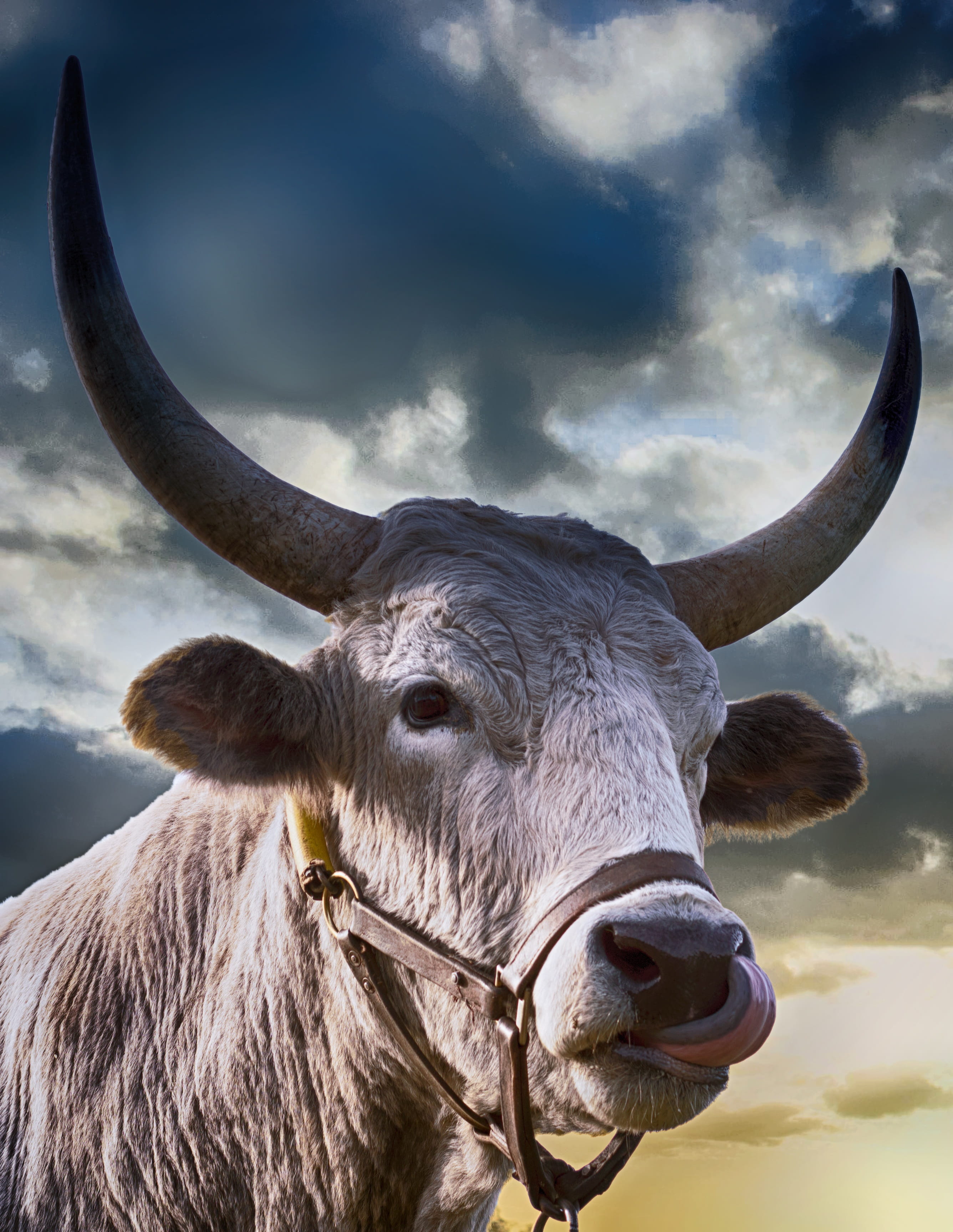 cattle, nature, animal head, no people, 2K, herbivorous, livestock, animal, looking at camera, close, close-up, vertebrate, domestic, cloud - sky, animal wildlife, Phone HD Wallpaper