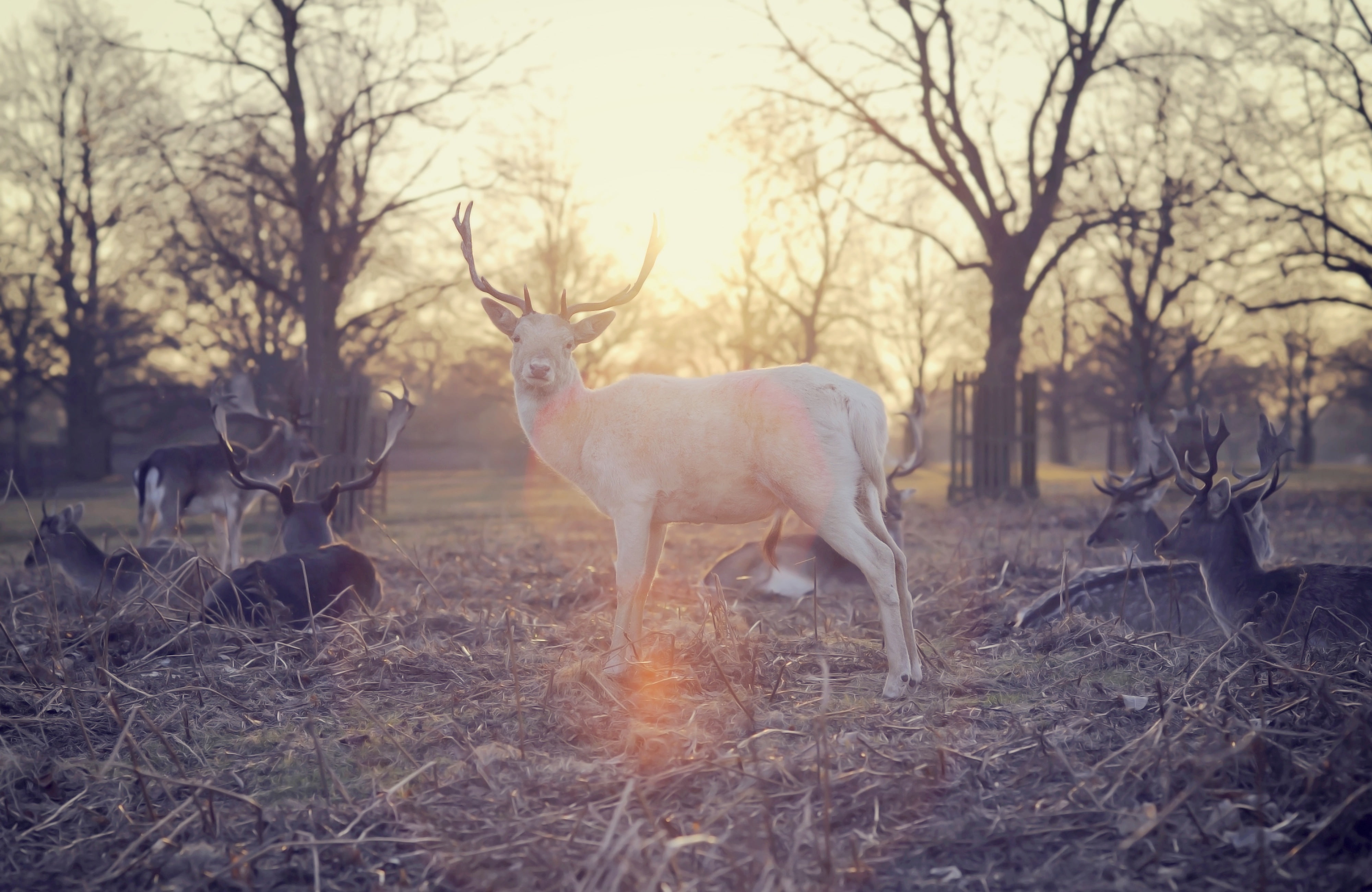 deer, trees, animal, photography, nature, forest, white, 4K, sunset, deers, HD Wallpaper