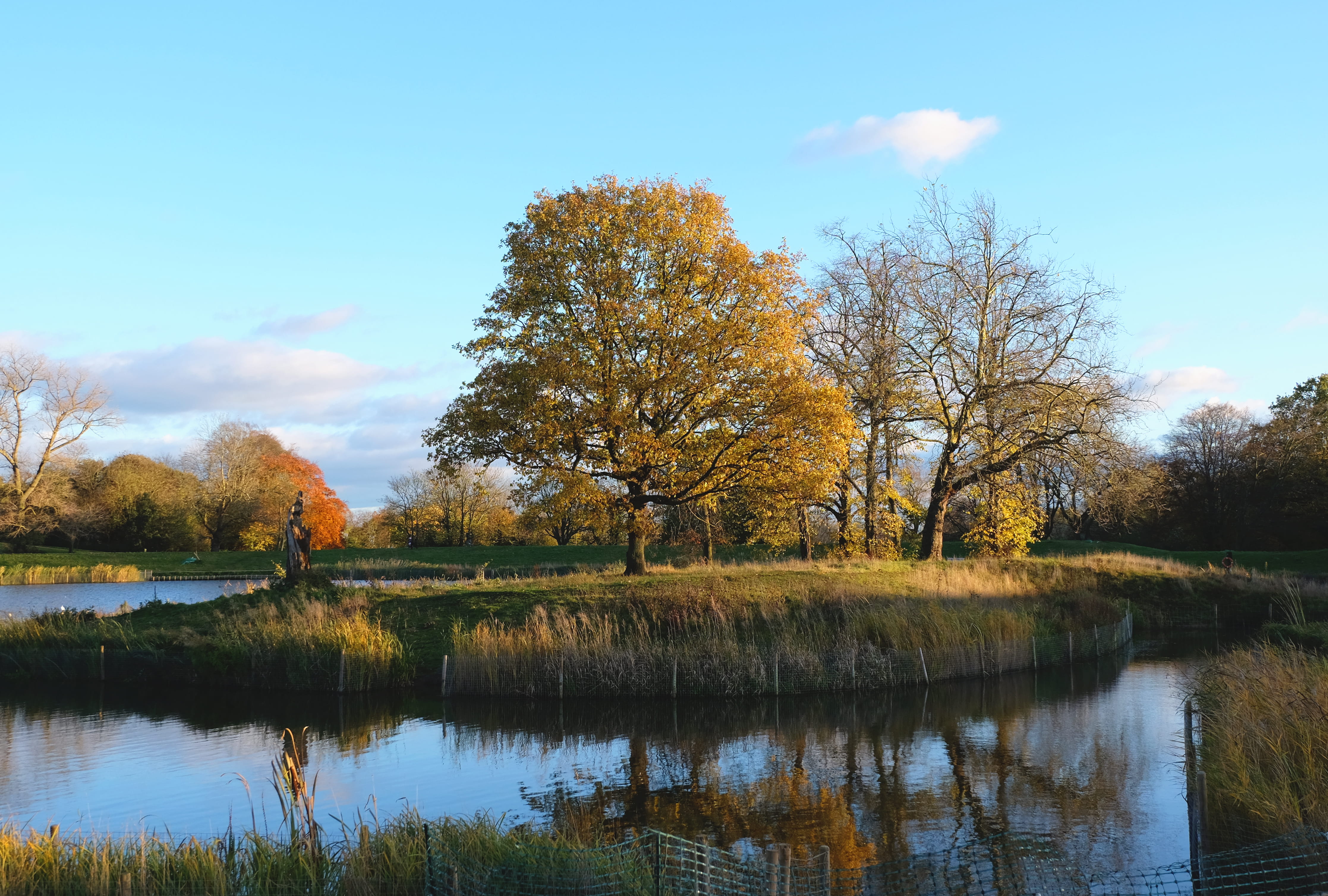 united kingdom, cloud - sky, britain, uk, tree, forest, woodland, 4K, waterfront, leaves, lake, no people, seasons, change, fall, autumn, non-urban scene, HD Wallpaper