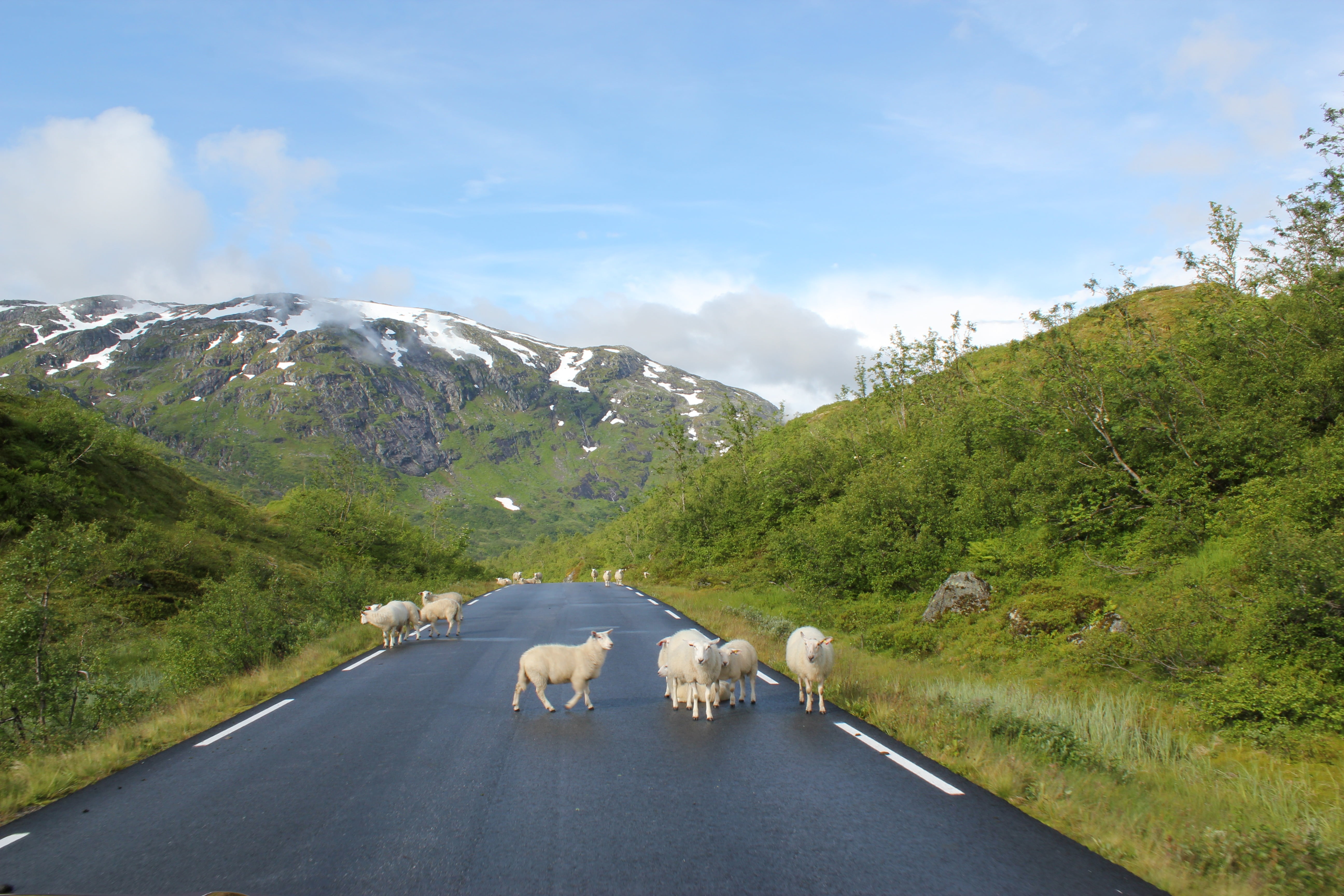 animals, green, diminishing perspective, domestic, day, cloud - sky, asphalt, farm animals, sky, livestock, transportation, white, road, 5K, animal themes, HD Wallpaper