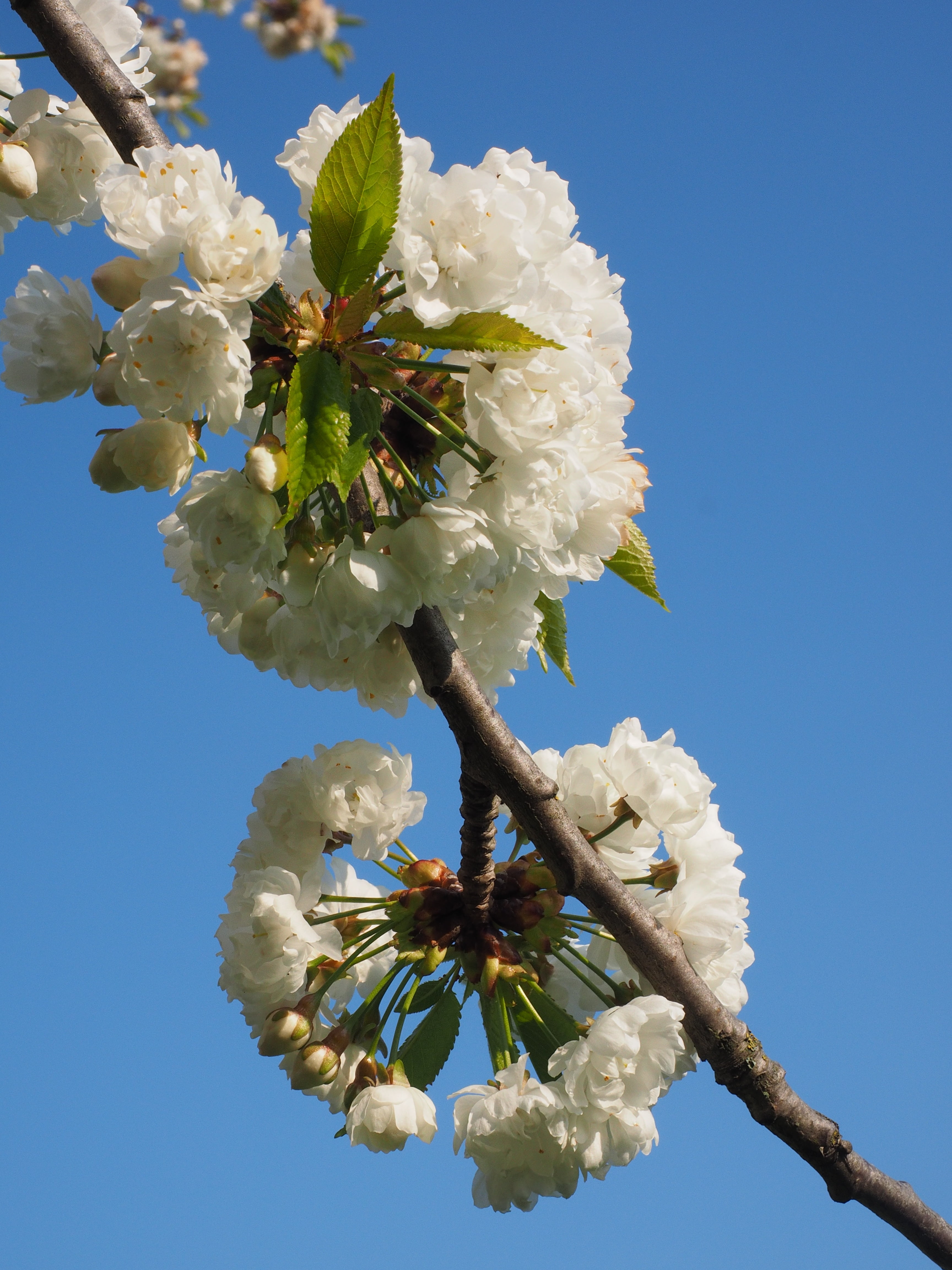 cherry tree, white color, blütenmeer, flower, inflorescence, bloom, spring, overflowing, fragility, flower tree, growth, outdoors, petal, bunch of flowers, Phone HD Wallpaper