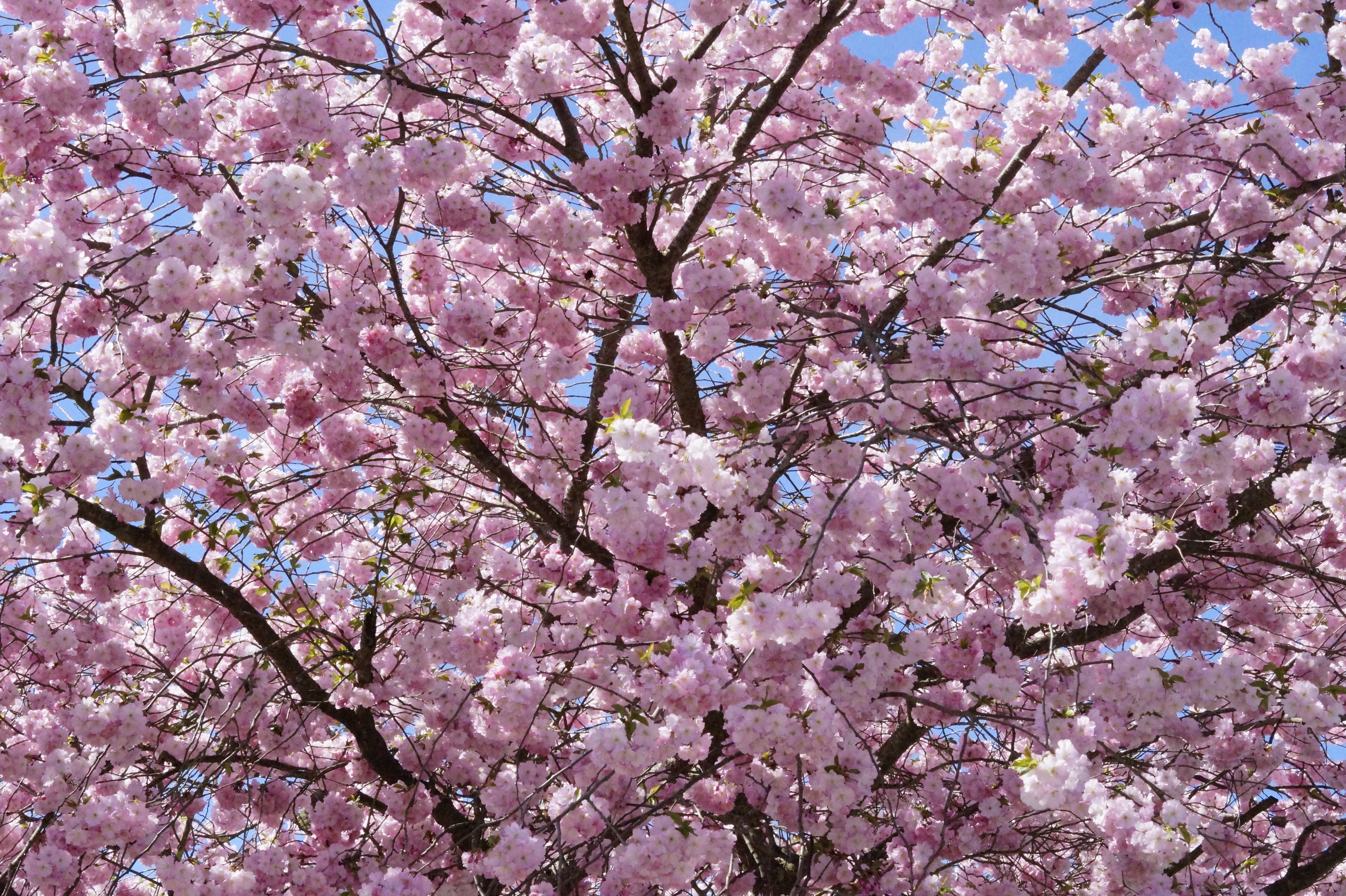 5K, tree, beauty in nature, day, beauty, springtime, vulnerability, nature, bunch of flowers, flowers, spring, romance, pink, no people, japanese cherry trees, HD Wallpaper