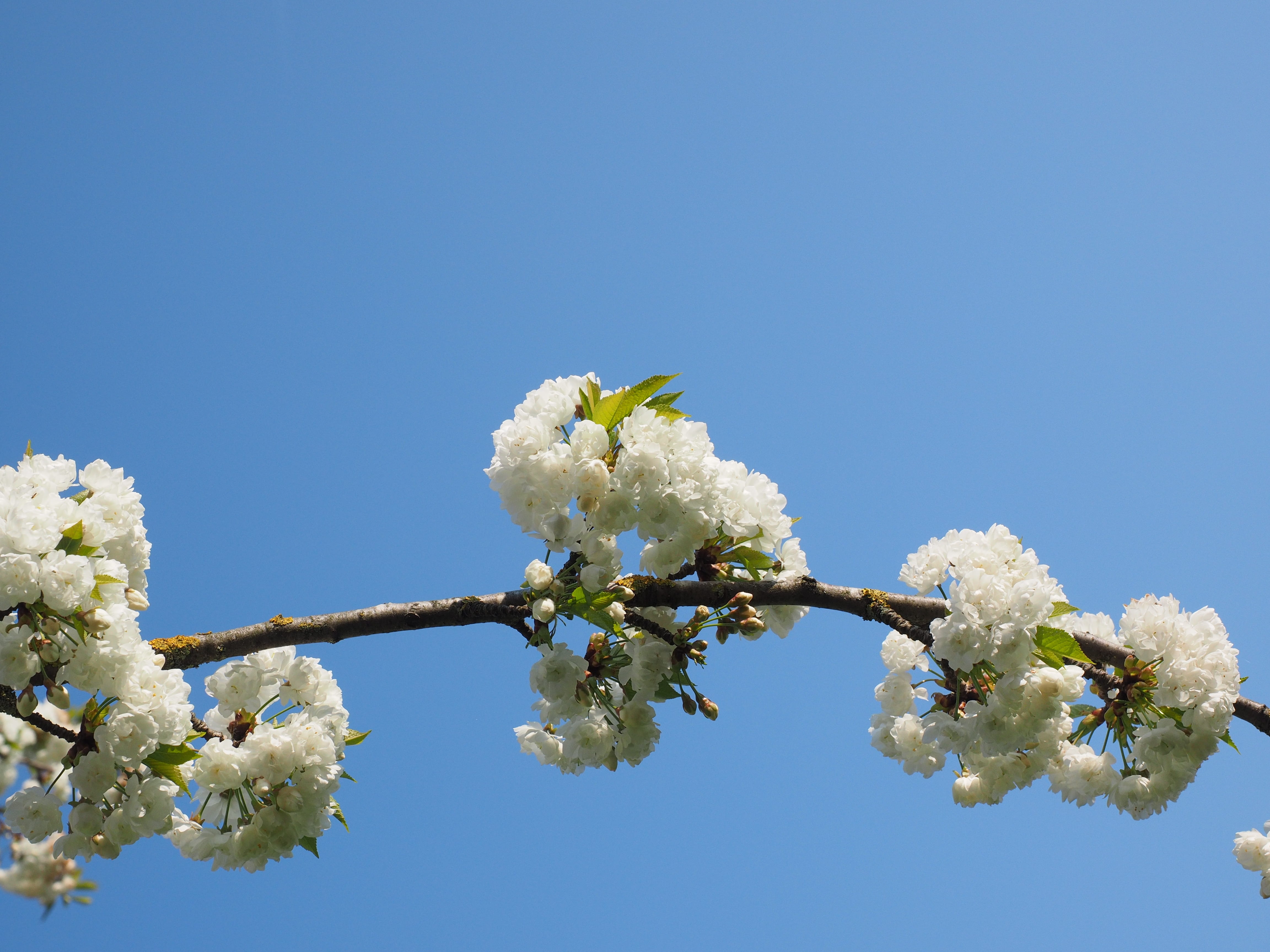 overflowing, bloom, nature, outdoors, sunny day, flower, softness, herrlich, bunch of flowers, 4K, vulnerability, spring, low angle view, springtime, lush, HD Wallpaper