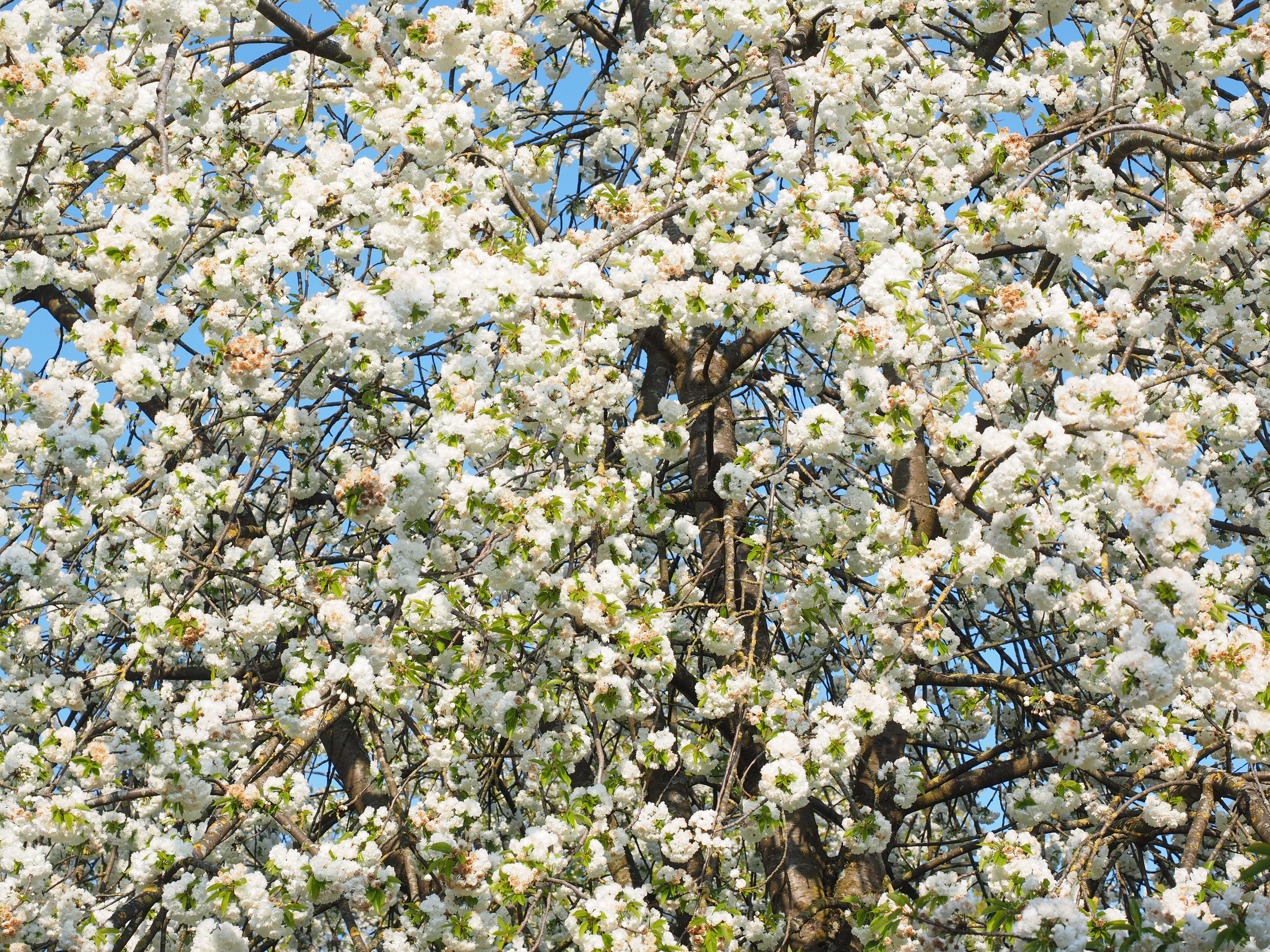 4K, beauty in nature, herrlich, sunny day, cherry, full frame, blütenmeer, flower, branch, spring, blossom branches, low angle view, day, blossom, summer day, HD Wallpaper