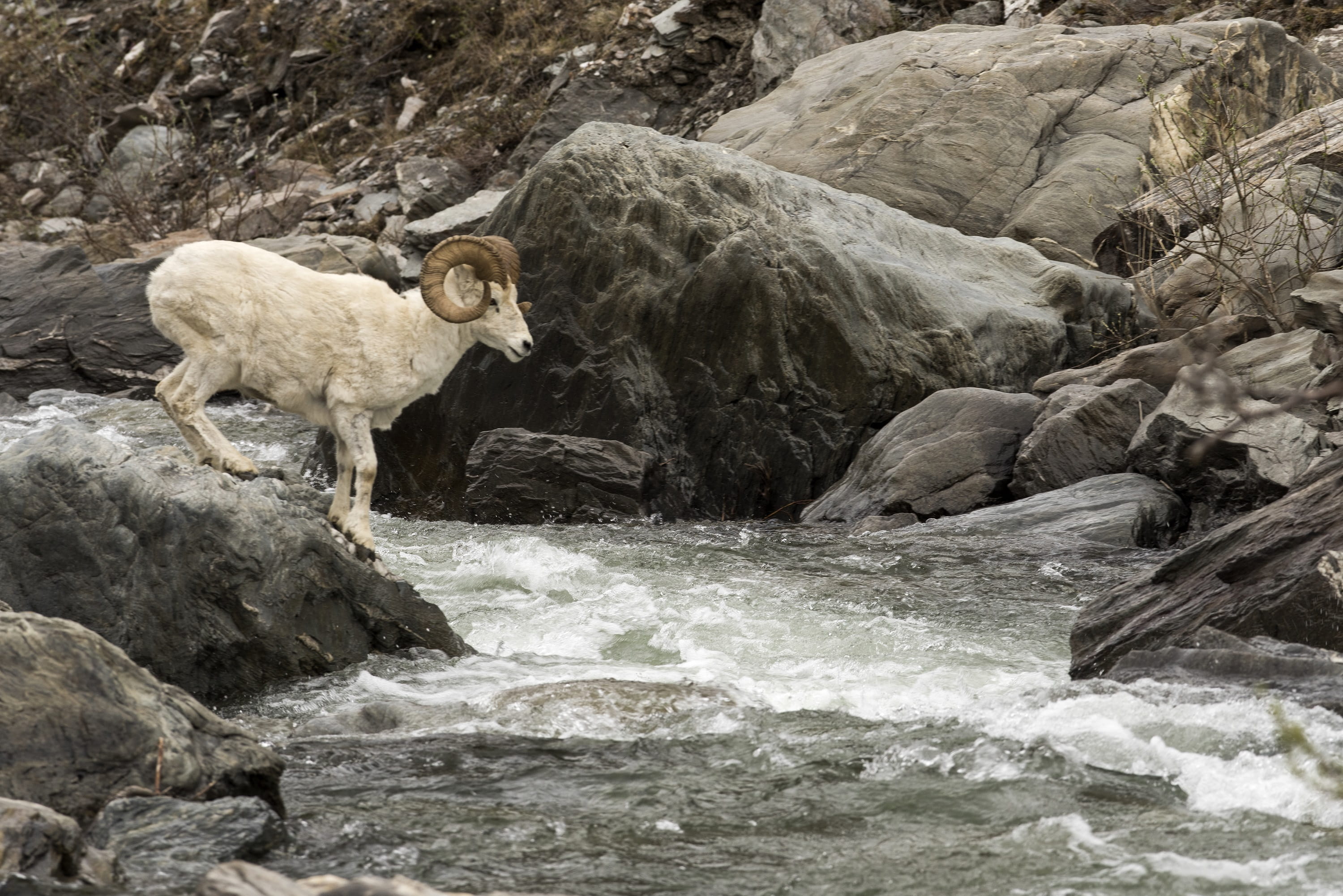 livestock, close up, alaska, water, ram, beauty in nature, nature, 2K, stream - flowing water, rocks, group of animals, herbivorous, day, animal themes, HD Wallpaper