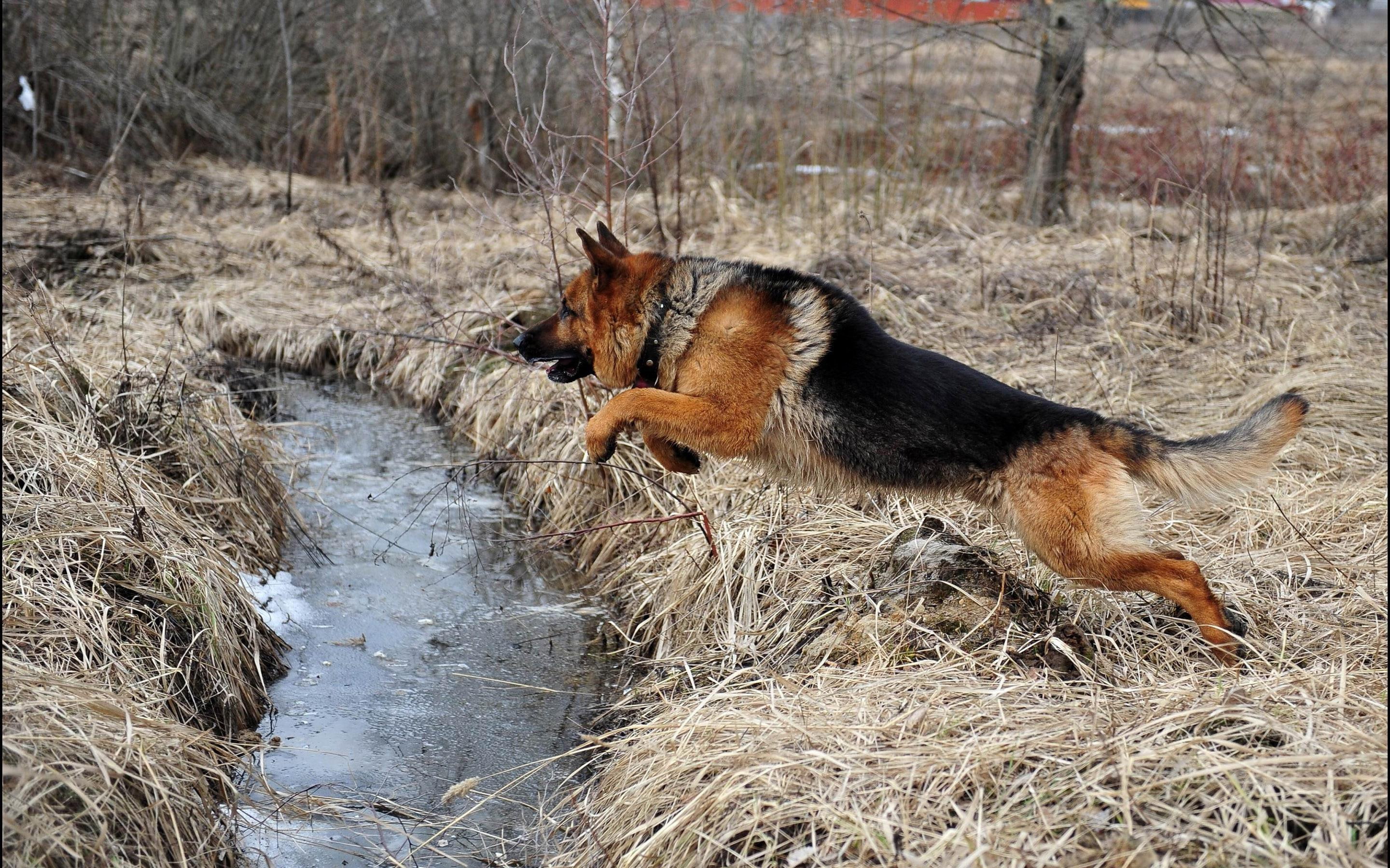 2880x1800, german, 2K, black, german shepherd, river, animals, grass, brown, shepherd, jumping, HD Wallpaper