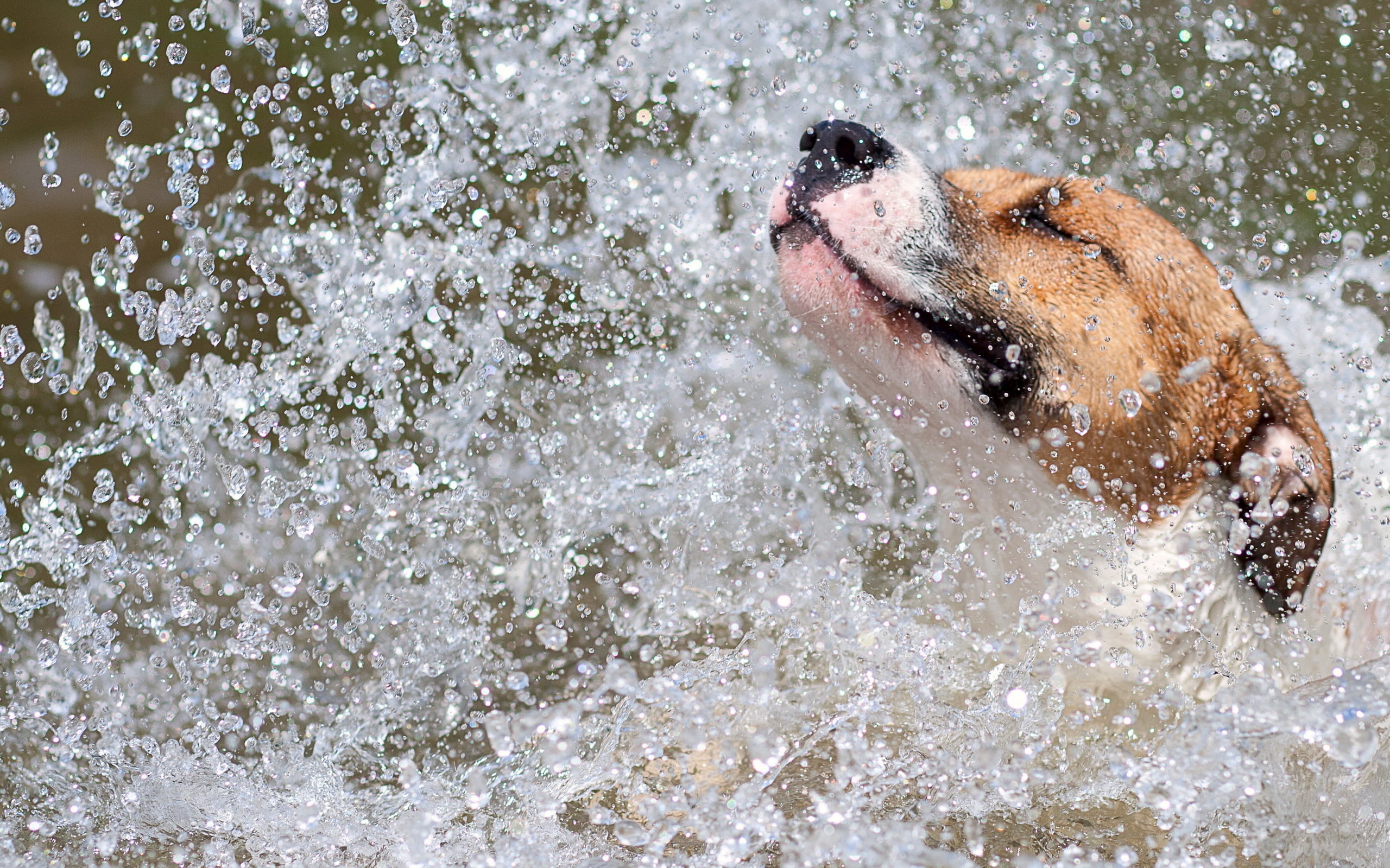 day, sea, running, river, animal body part, fun, nature, canine, domestic, wave, spray, wet, coated, pets, speed, white, splashing, mammal, one animal, HD Wallpaper