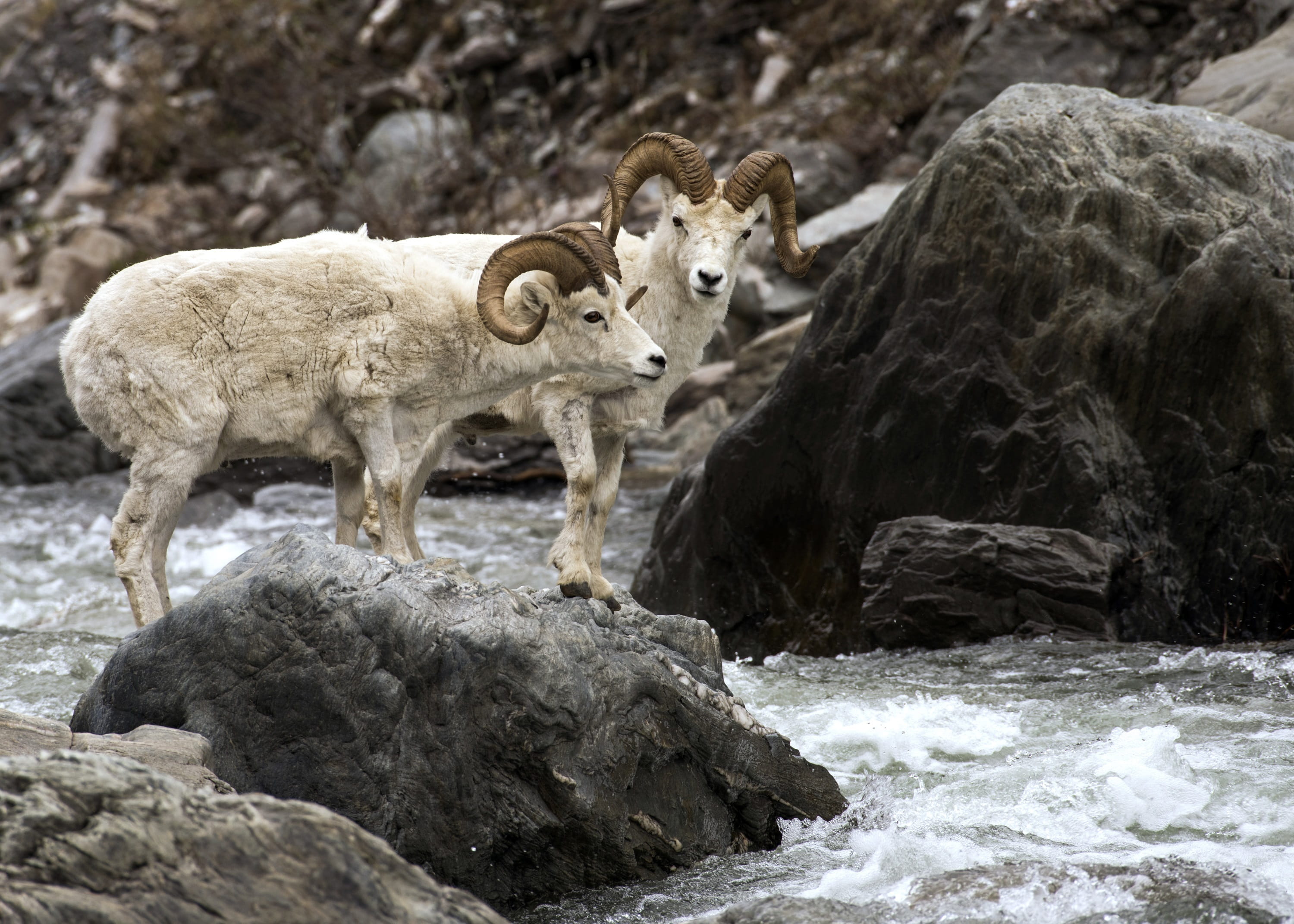 animals in the wild, horns, sheep, denali, young animal, group of animals, wild, no people, standing, rocks, vertebrate, mammal, close up, river, snow, HD Wallpaper