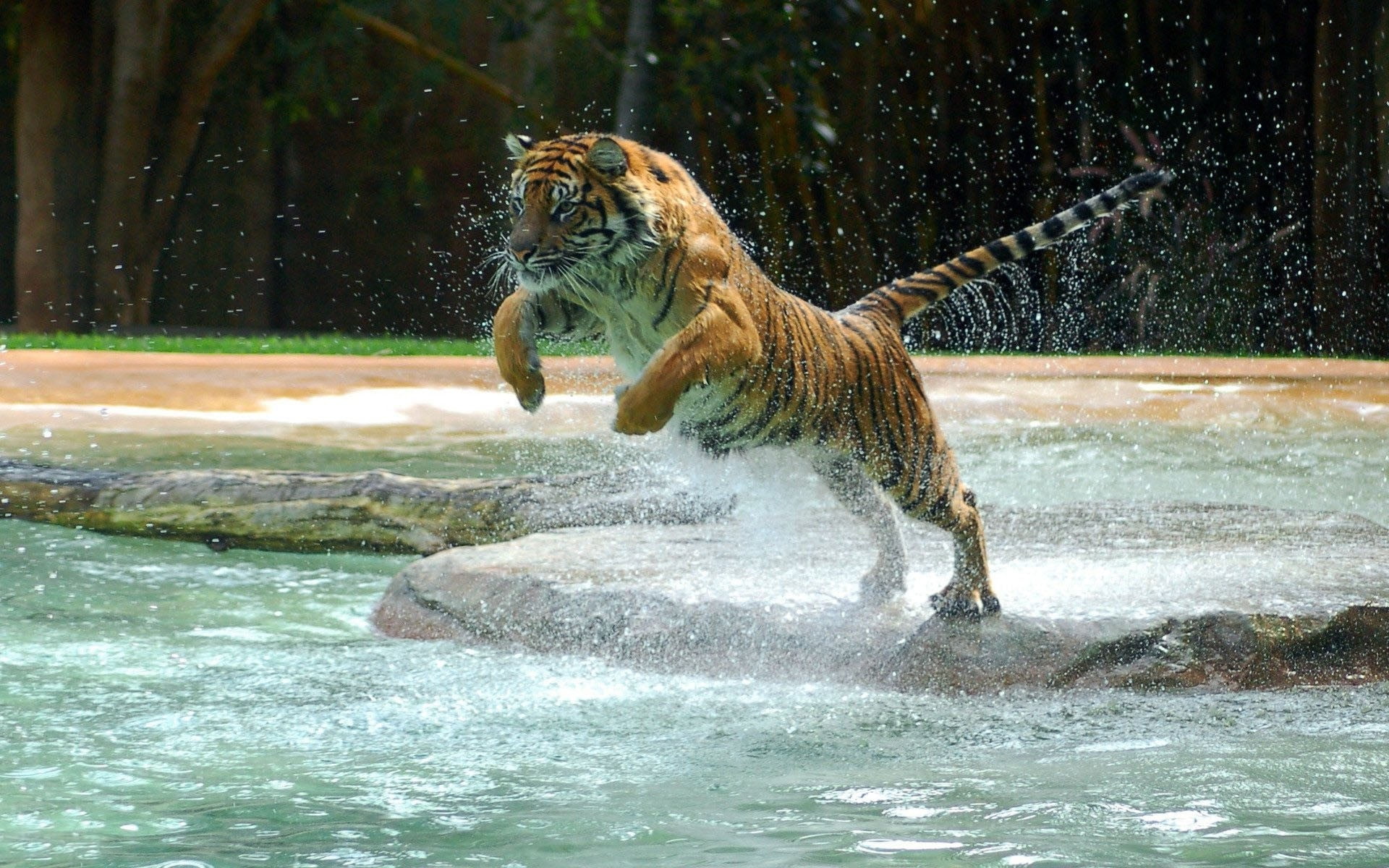 vertebrate, nature, waterfront, animal wildlife, splashing, jump, flowing water, one animal, Animals, motion, mammal, river, water, animal, feline, black, HD Wallpaper