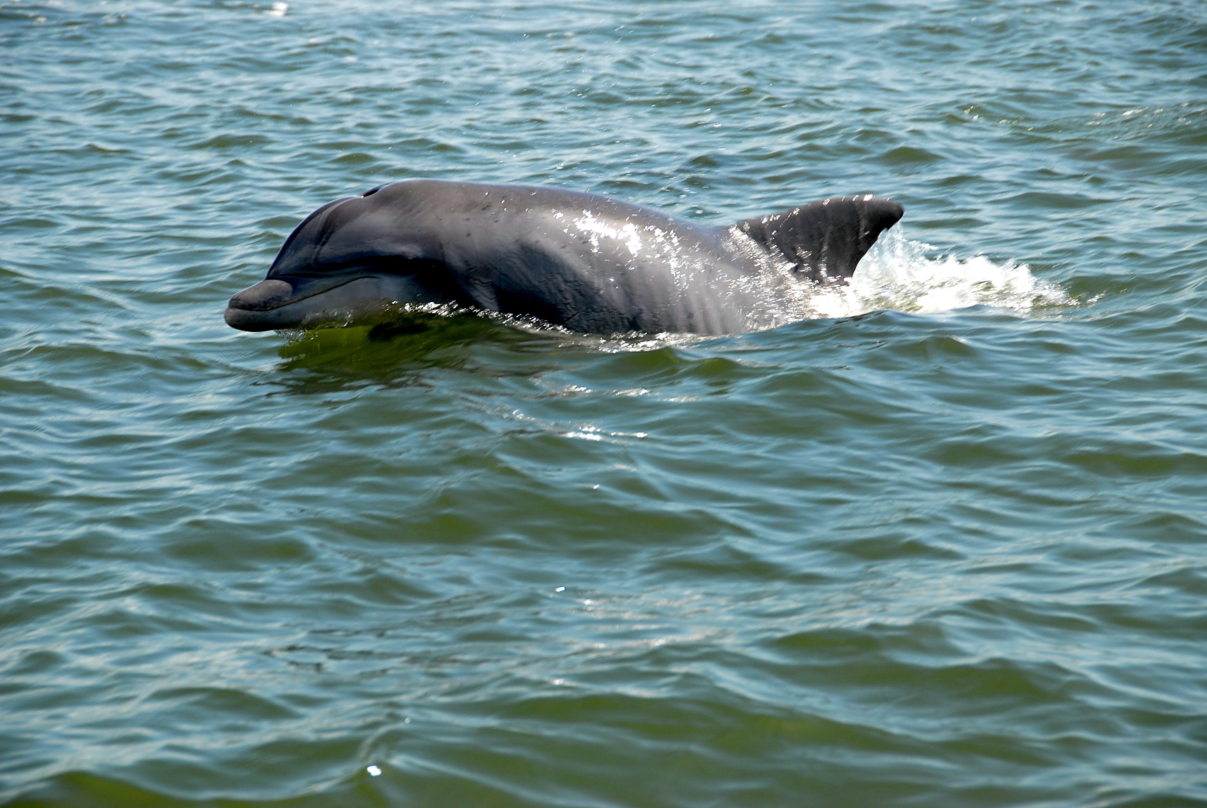 river, animal, fun, daytime, life, gray, rippled, swimming, underwater, one animal, dolphin, cute, nature, day, vertebrate, motion, animals in the wild, HD Wallpaper