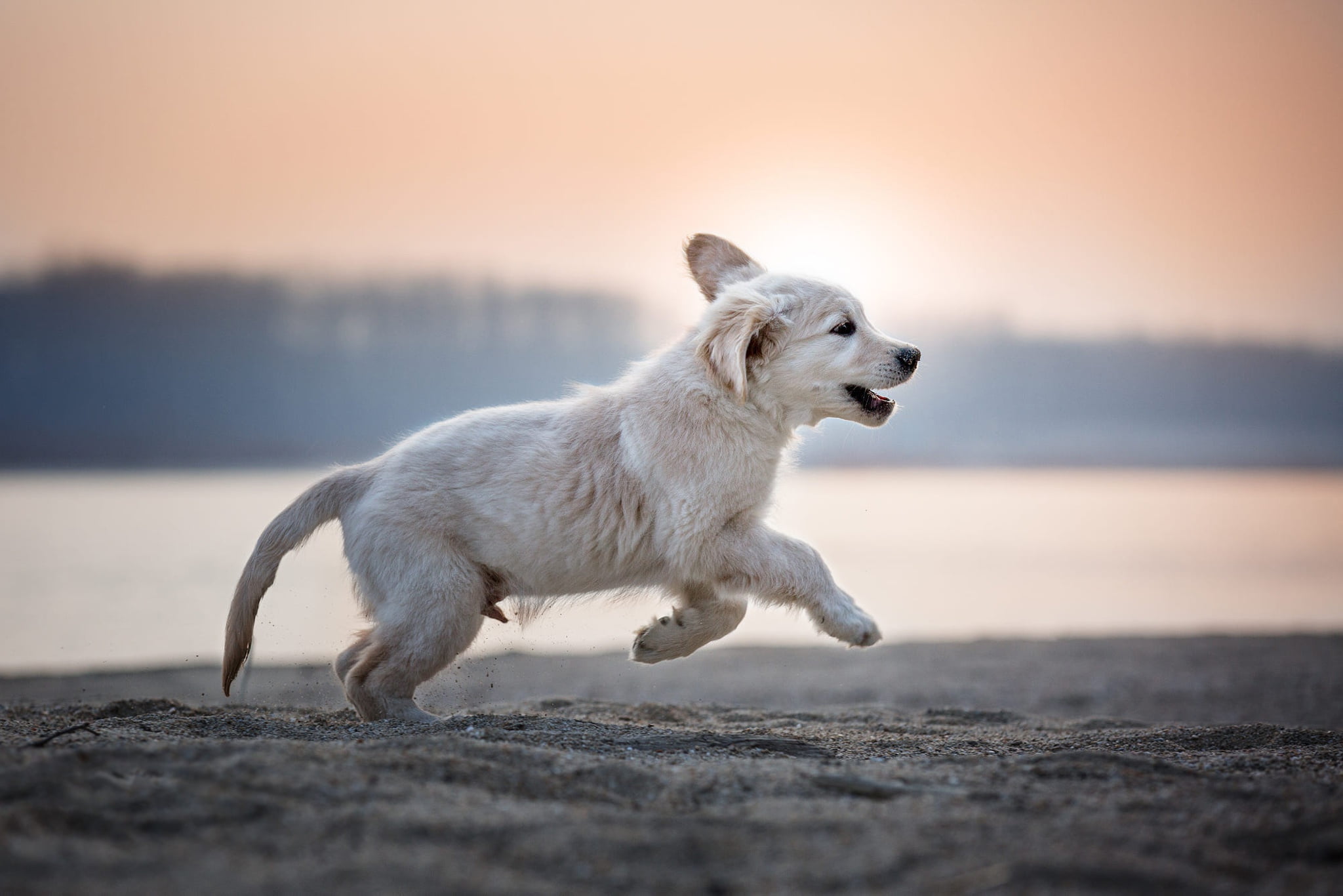 face, 1080P, shore, running, puppy, forest, pose, morning, river, white, background, fog, joy, Retriever, baby, nature, look, Labrador, jump, dog, the sun, HD Wallpaper