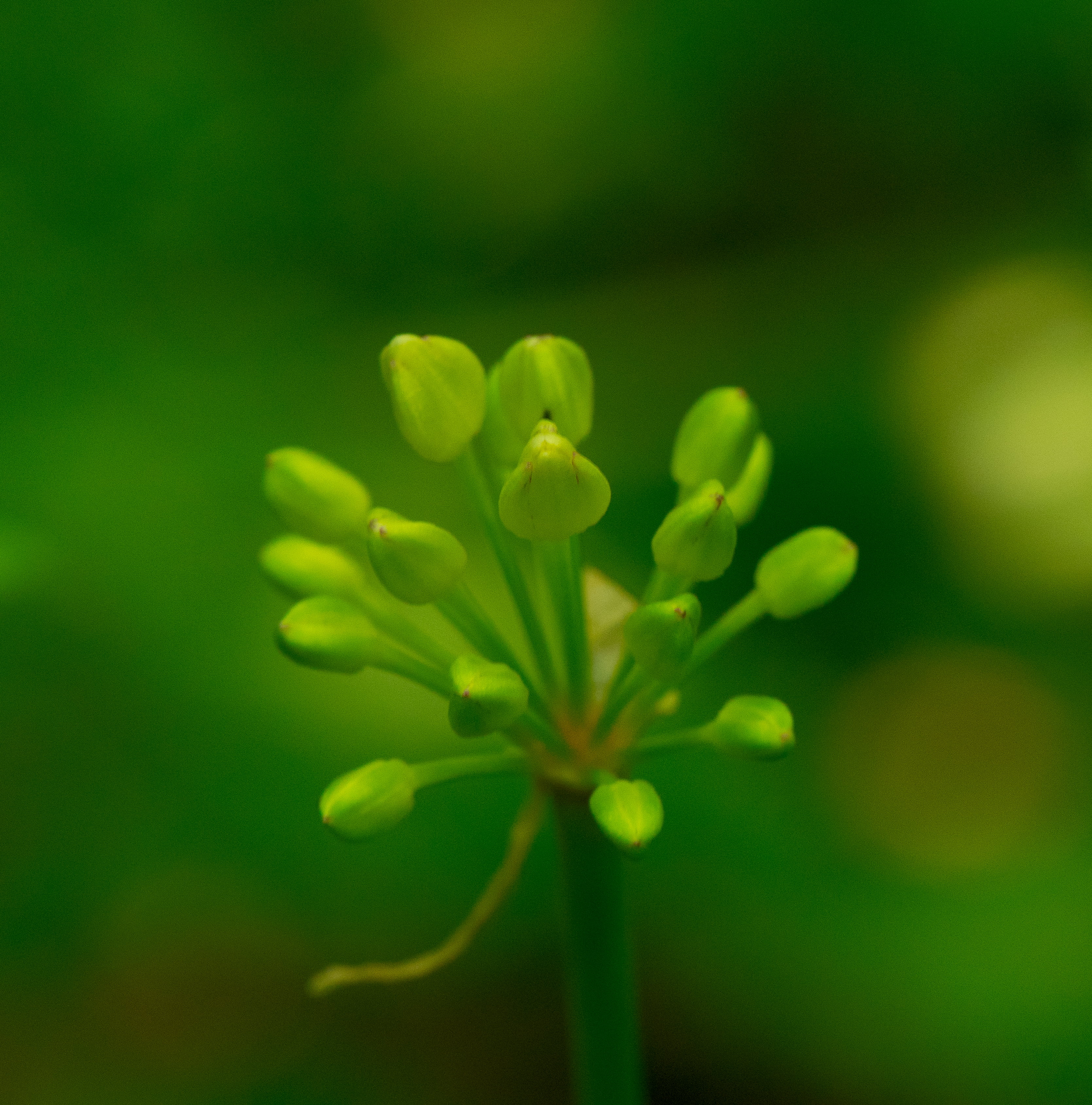 nature, forest  county, close-up, 105mm, plant, leaf, price county, wisconsin state natural area, Allium, wisconsin, springtime, macro, jump river, vr, Phone HD Wallpaper