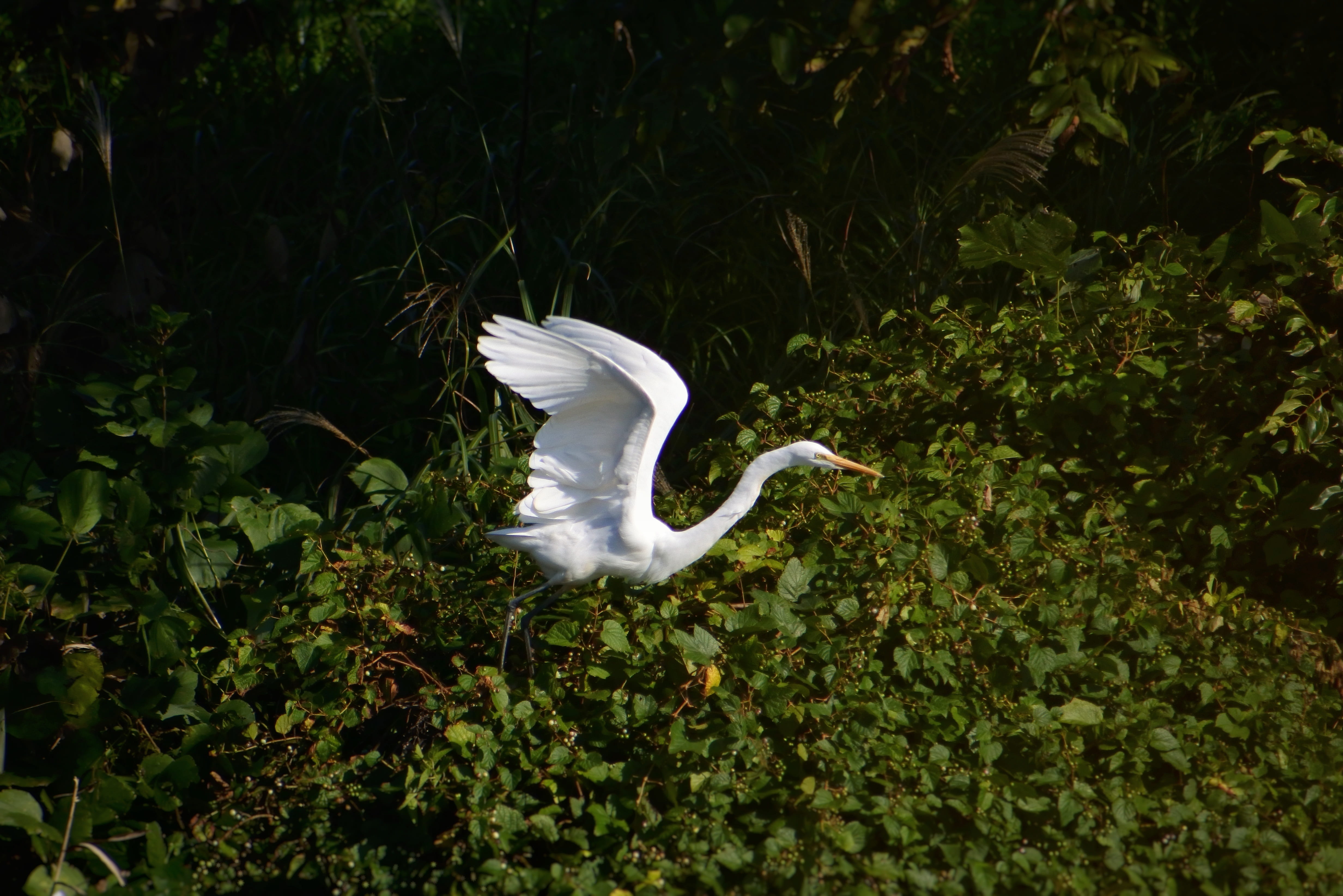 wild birds, animals in the wild, flight, one animal, bird, water, green color, no people, plant, spread wings, natural, day, vertebrate, great egret, outdoors, HD Wallpaper