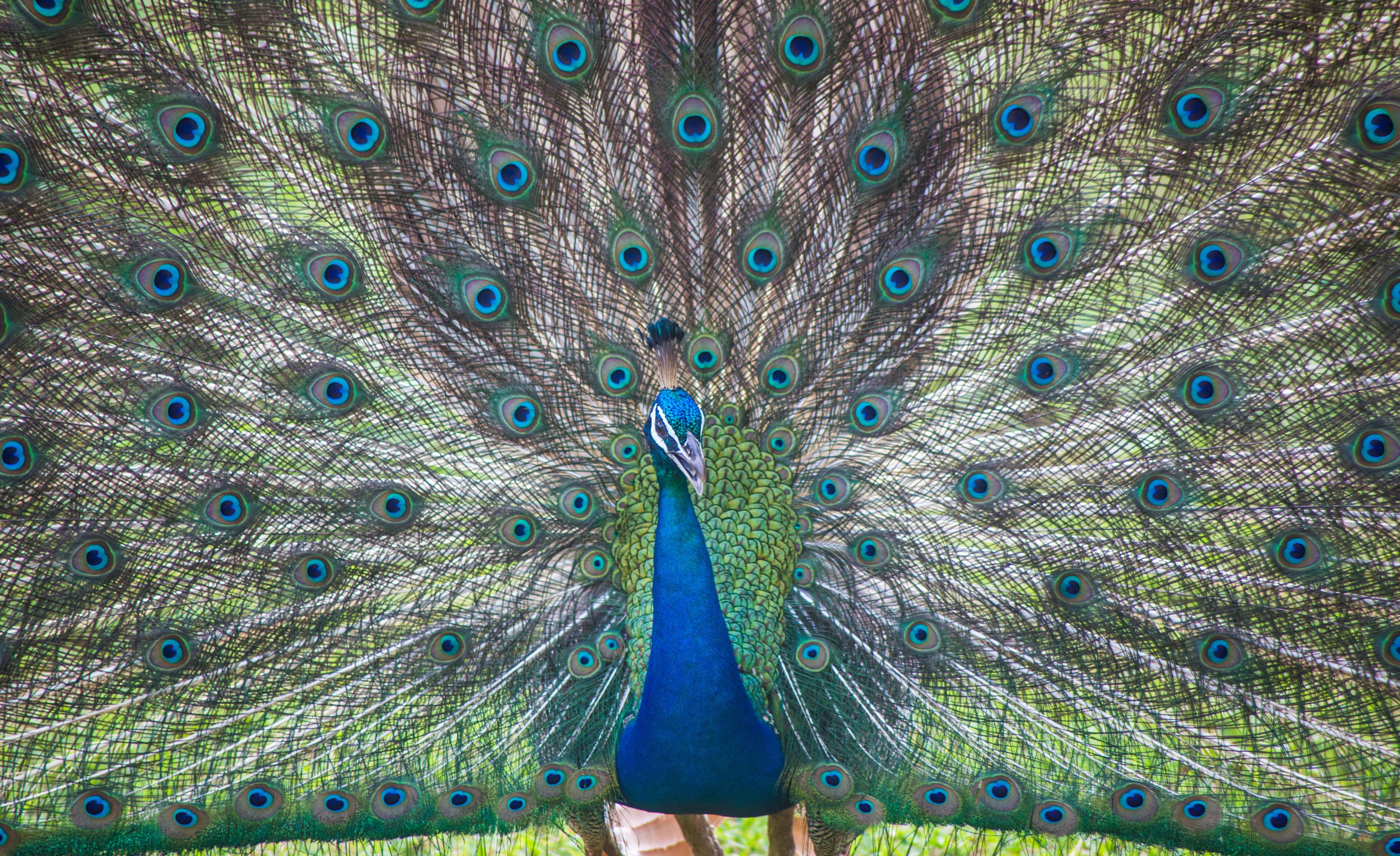 fanned out, animal themes, nature, animal, no people, animal head, peacock feather, vertebrate, green color, sri lanka, ceylon, animal wildlife, feather, HD Wallpaper