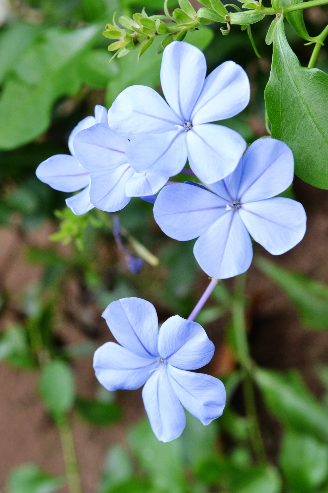 inflorescence, flowering plant, outdoors, cape leadwort, day, mawanella, flower, Blue Flower, sri lanka, flowers, beauty in nature, blue, no people, cape plumbago, Phone HD Wallpaper