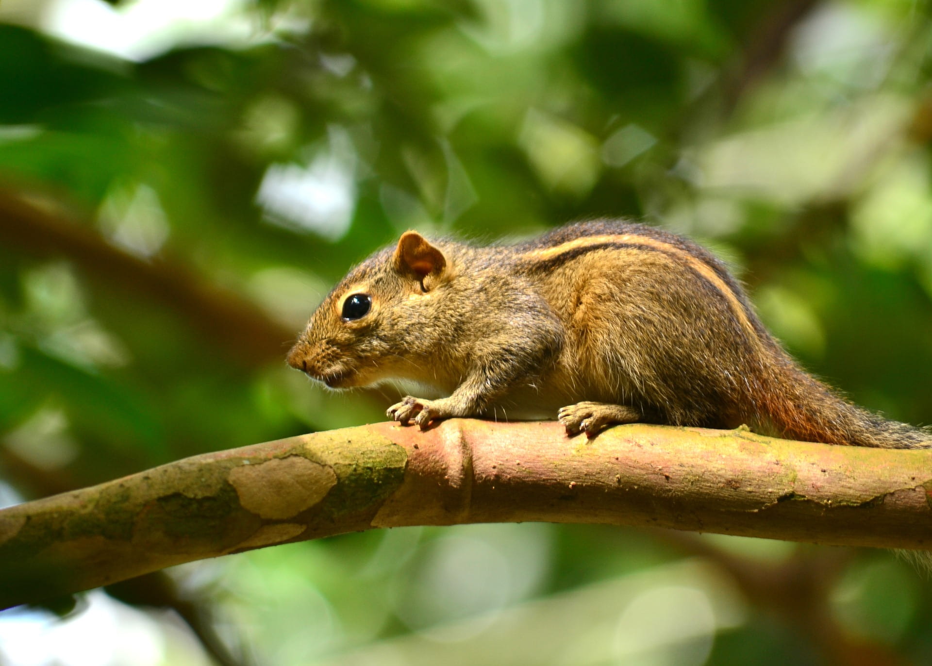 nature, focus on foreground, day, sri lanka, animals in the wild, outdoors, 1080P, rodent, plant, full length, branch, squirrel, close-up, one animal, HD Wallpaper