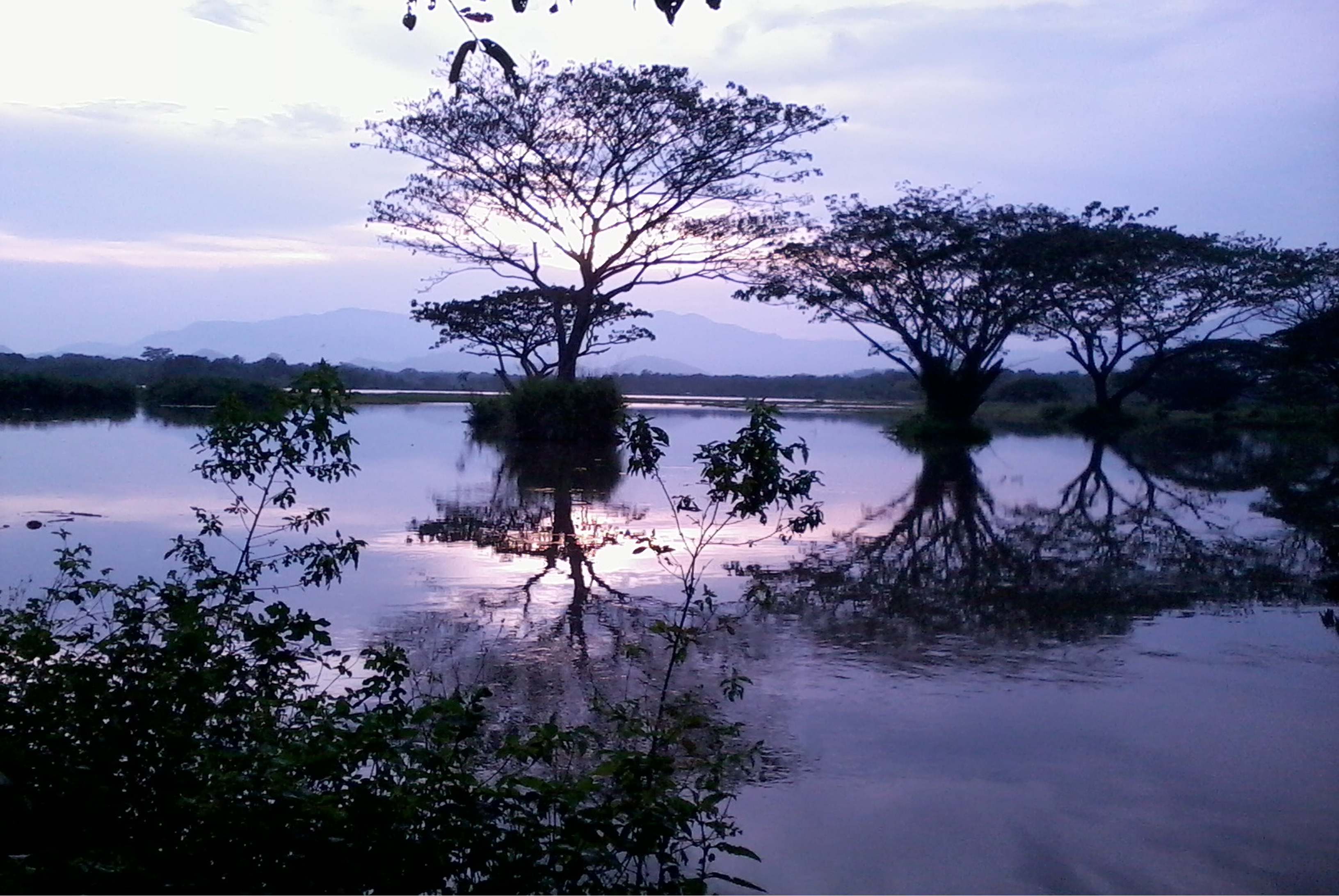 tranquil scene, growth, scenics - nature, plant, silhouette, lake, ceylon, water, sunset, no people, beauty in nature, sky, tank, nature, cloud - sky, 2K, HD Wallpaper