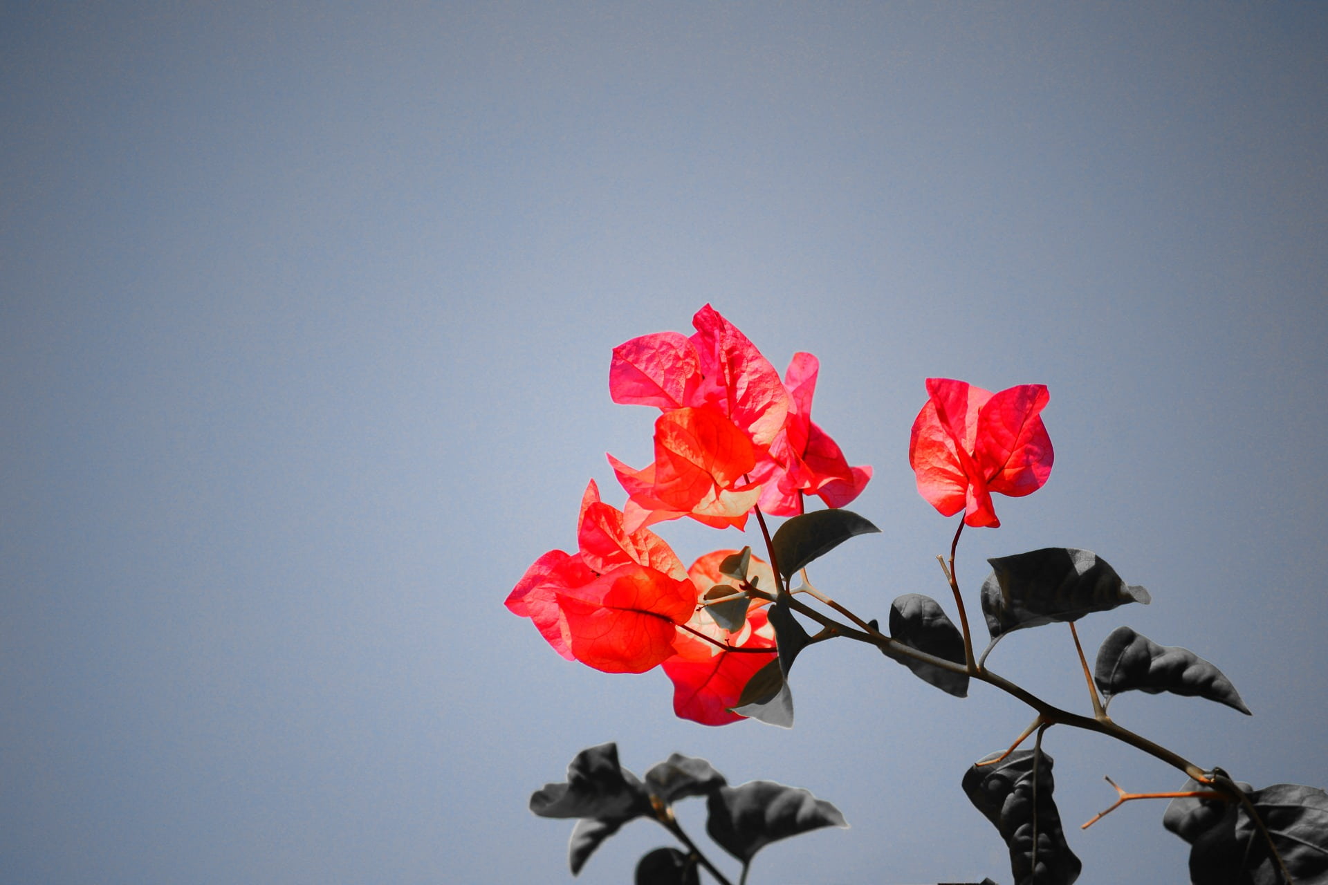 1080P, flower, plant, ceylon, petal, vulnerability, rose, red, low angle view, no people, sky, growth, sri lanka, beauty in nature, flower head, fragility, HD Wallpaper