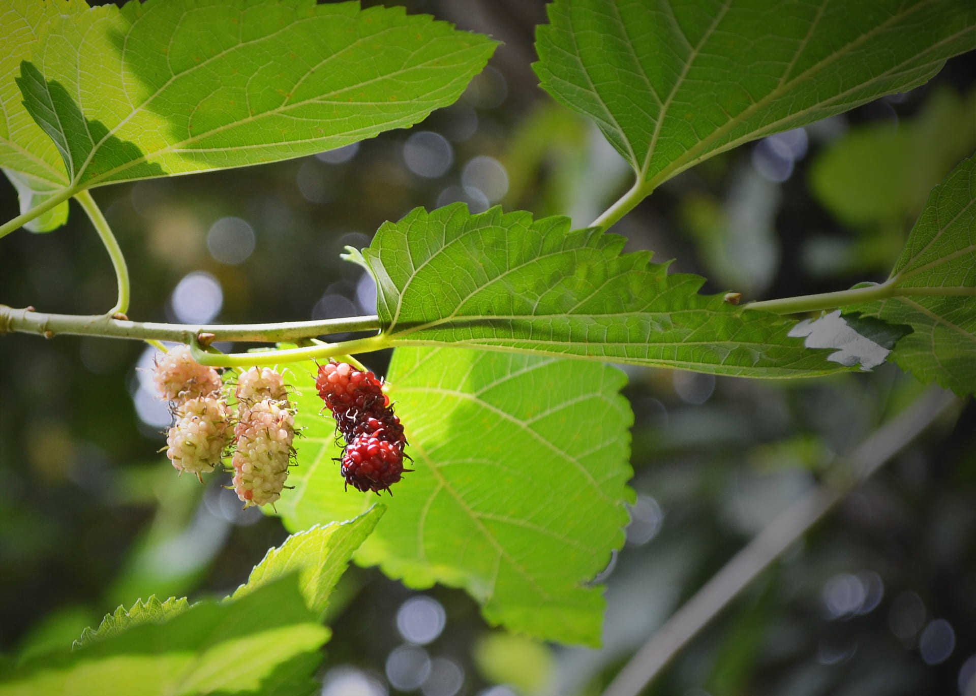 1080P, fruit, nature, leaf, growth, tree, mawanella, insect, no people, blackberry, mulberry, food, day, focus on foreground, fruits, green color, animal themes, HD Wallpaper