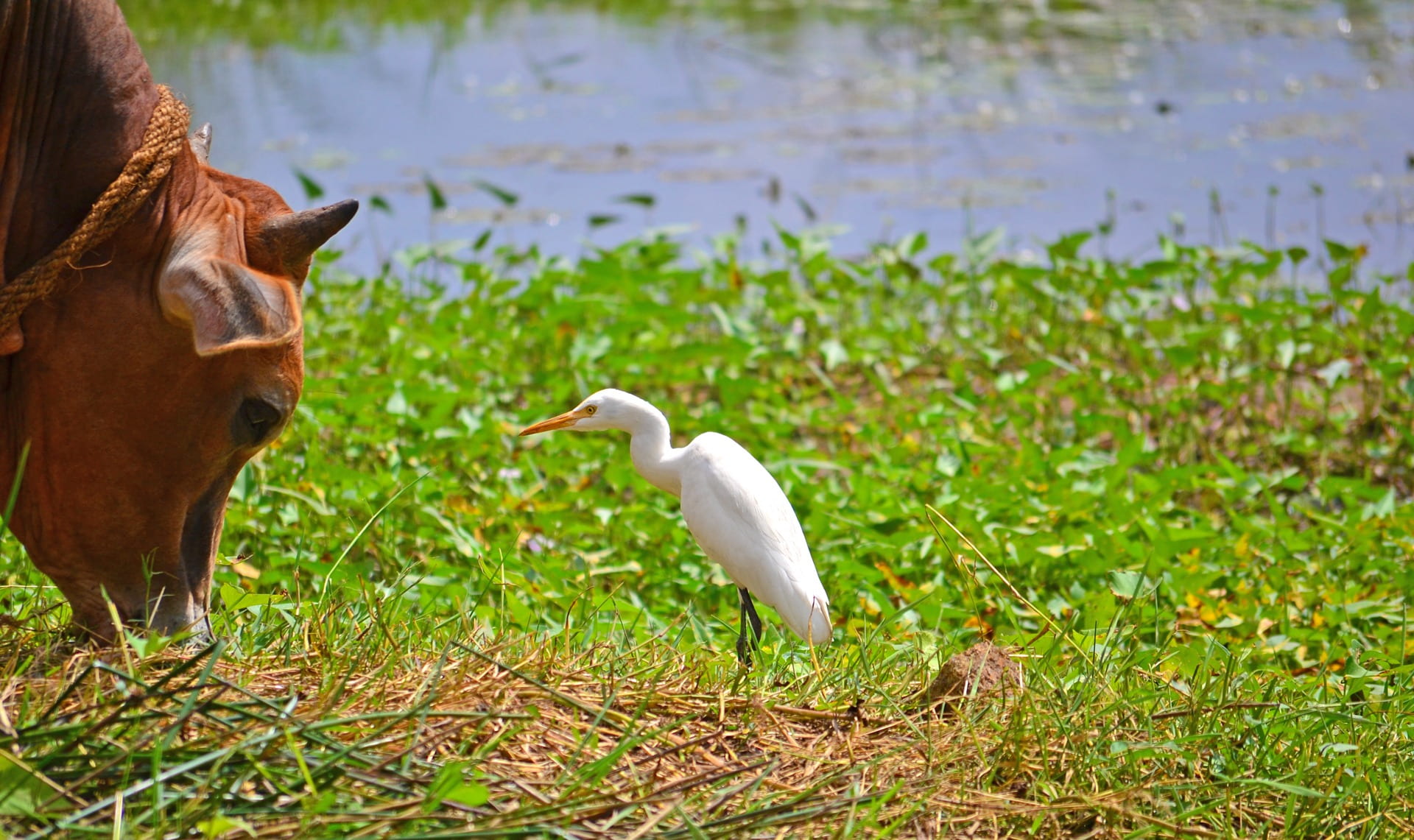 animals in the wild, animal, sri lanka, crane, front, standing, 1080P, wildlife, mammal, no people, day, animal themes, domestic animals, grass, nikawaratiya, HD Wallpaper
