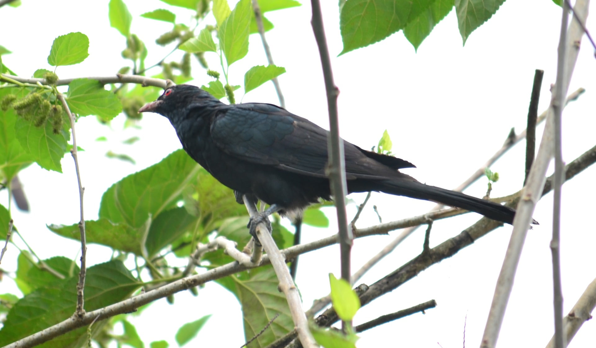 leaf, black color, day, vertebrate, low angle view, wild life, animal, one animal, bird, koel, 1080P, no people, ceylon, plant part, blackbird, animals in the wild, HD Wallpaper