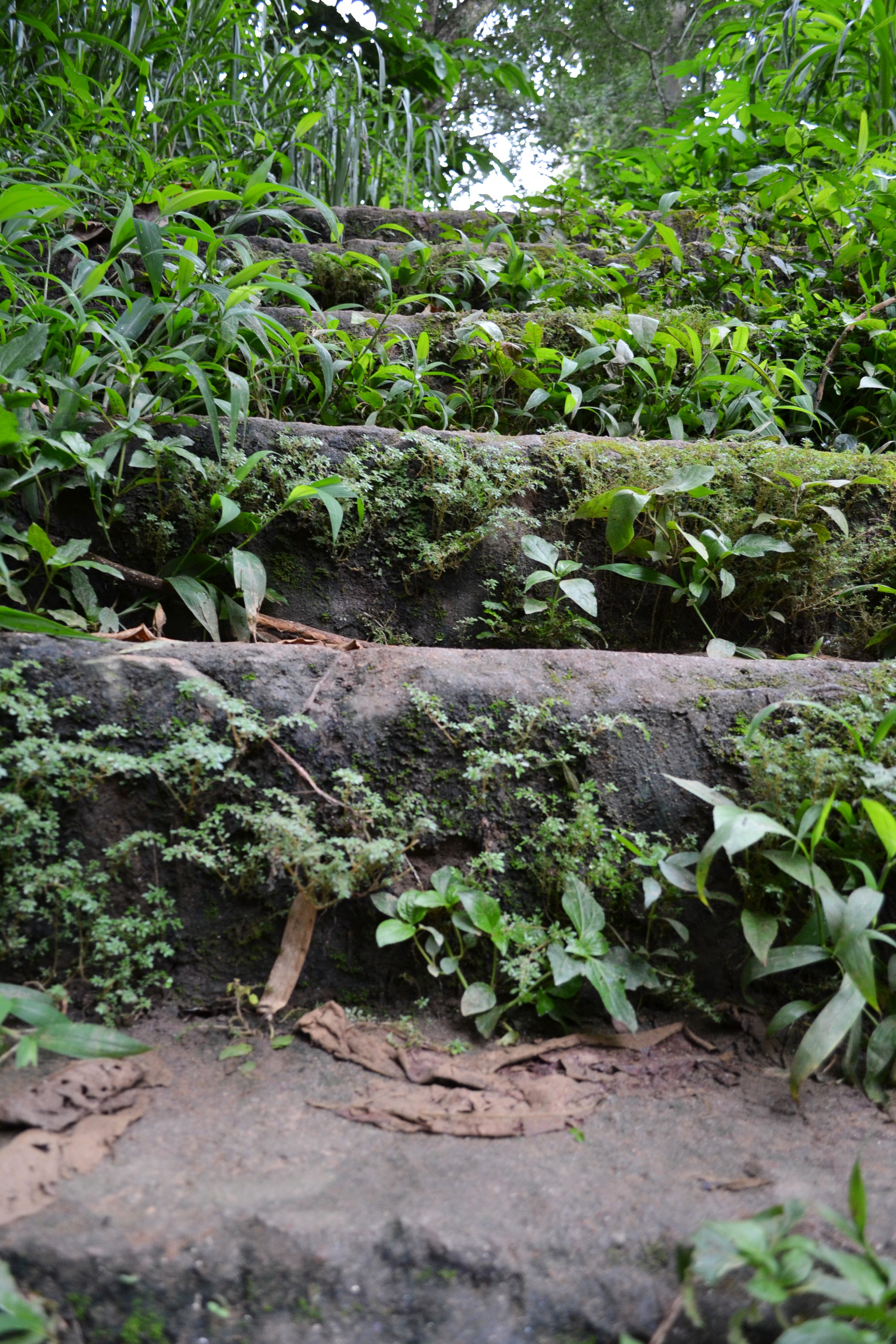 woods, beauty in nature, growth, close-up, day, rocks, land, sri lanka, plant, freshness, outdoors, 2K, tranquility, shrubs, old steps, plant part, green color, Phone HD Wallpaper