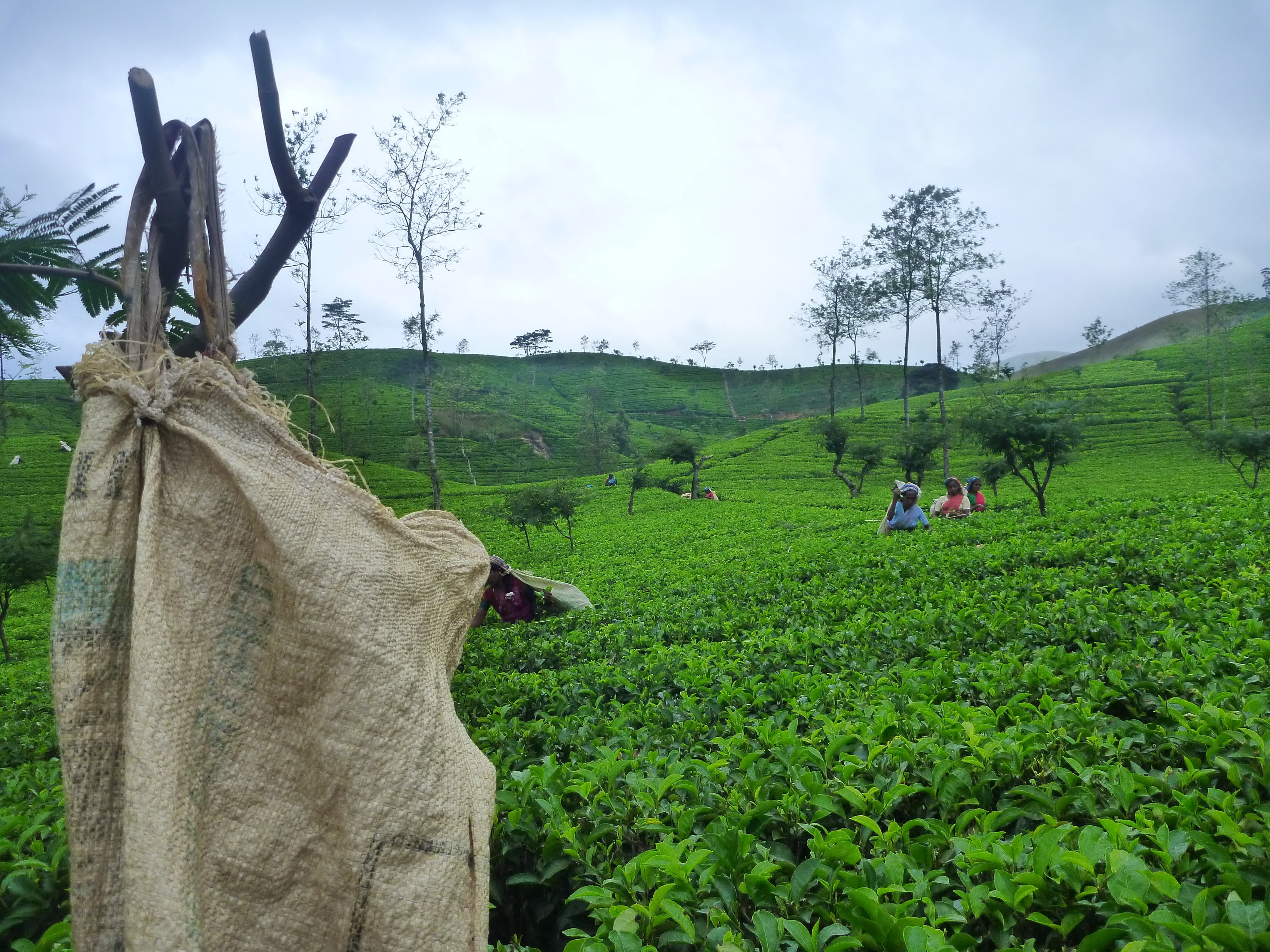 people, tranquil scene, sri lanka, real people, beauty in nature, fields, tree, nature, tranquility, ceylon, farming, growth, 4K, group, field, land, tea, HD Wallpaper