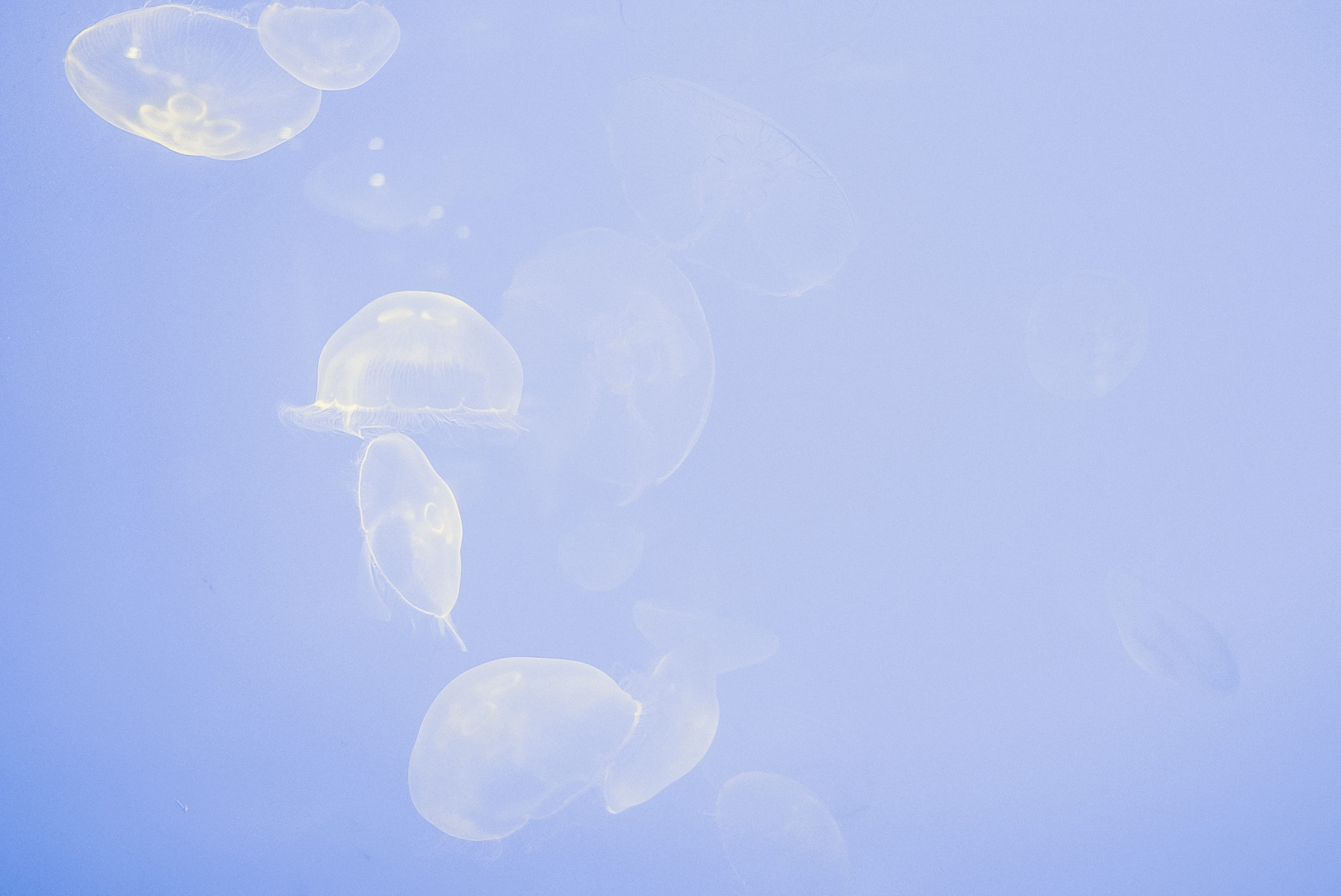 invertebrate, mouth, underwater, marine, bag, group of animals, transparent, float, bell, group, gut, mid-air, water, 4K, jellyfish, floating on water, HD Wallpaper