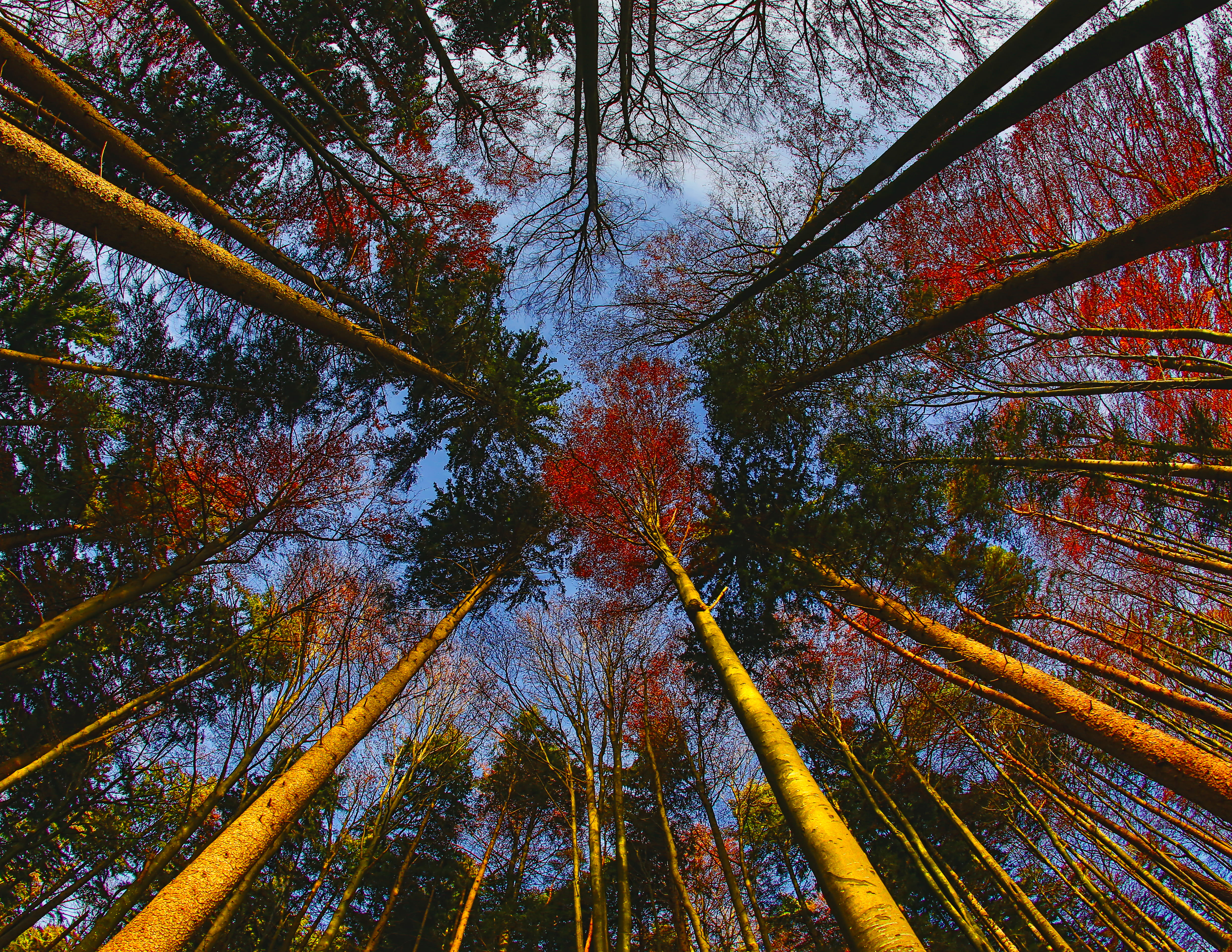 sky, wildlife, tranquil scene, looking up, woodland, conifer, forest, tranquility, day, 4K, trees, directly below, sunset, flora, change, low, pine woodland, HD Wallpaper