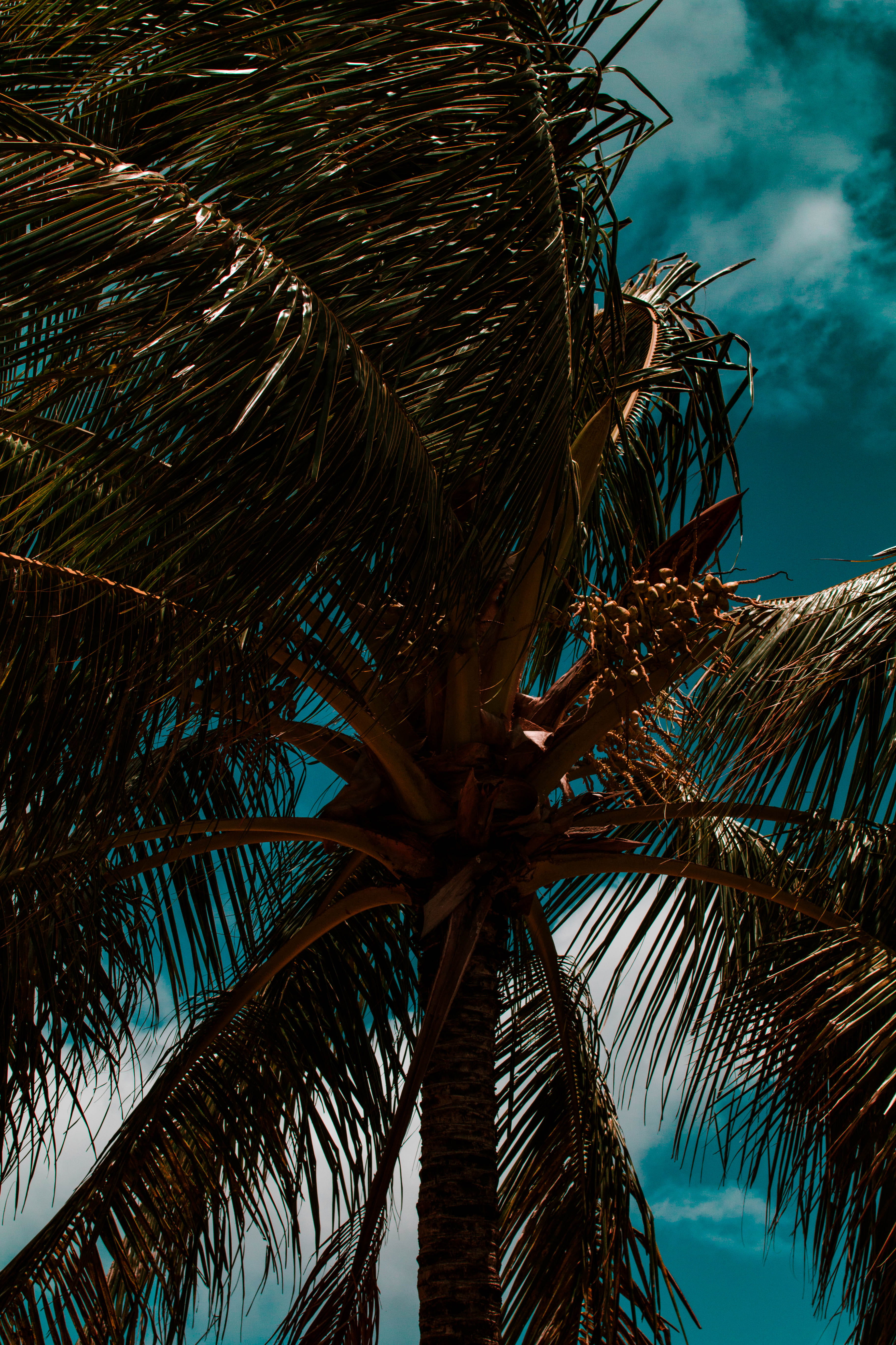 outdoors, palm tree, light, natural, day, summer, beach, trunk, crystal, tropical tree, arecaceae, tree, 5K, growth, simple, palm leaf, nature, tropical climate, Phone HD Wallpaper