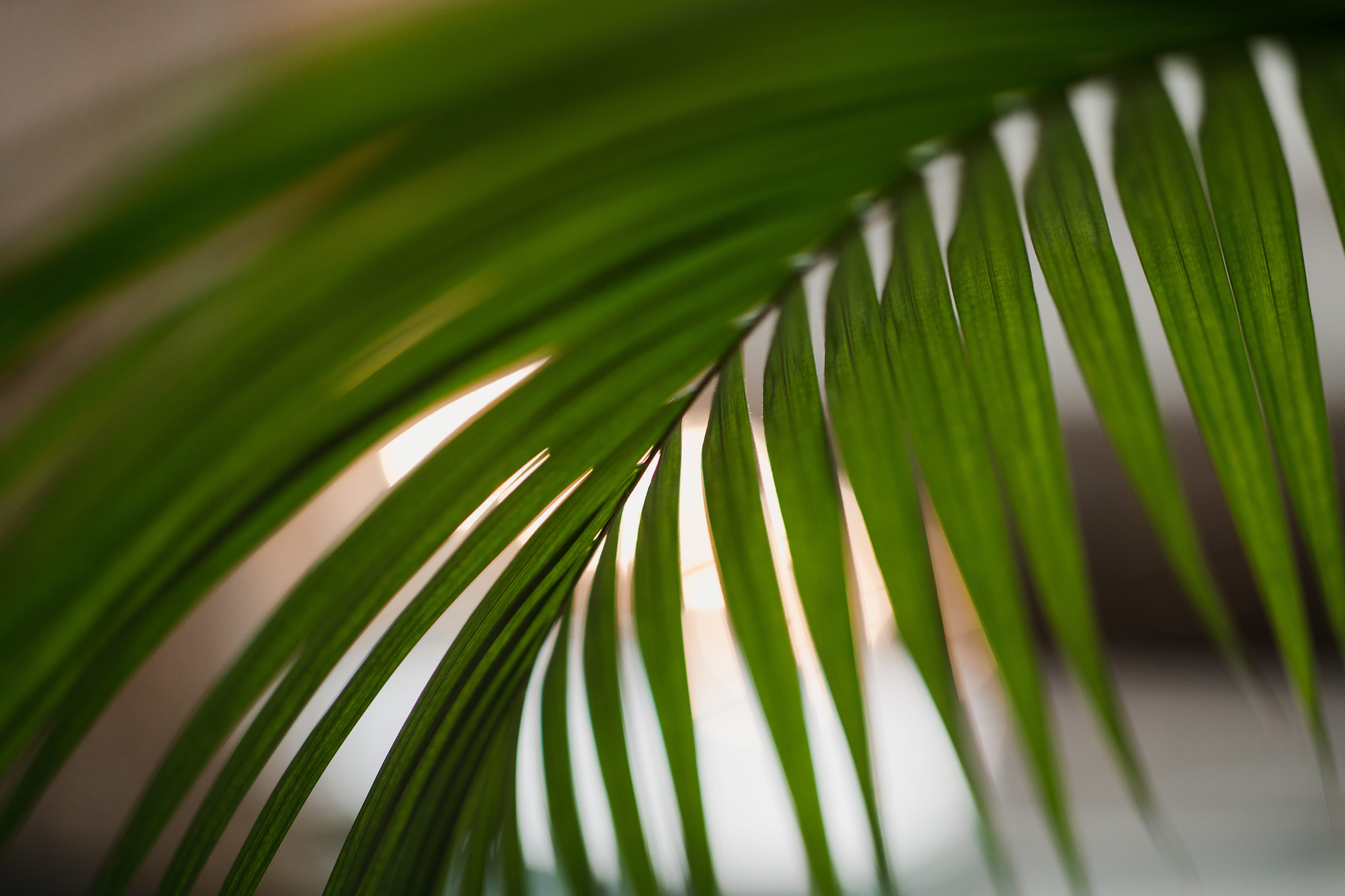 close-up, frond, palm leaf, tranquility, fern, 5K, dew, leaves, beauty in nature, growth, redwood, animal, fir, green color, droplet, arecaceae, no people, HD Wallpaper