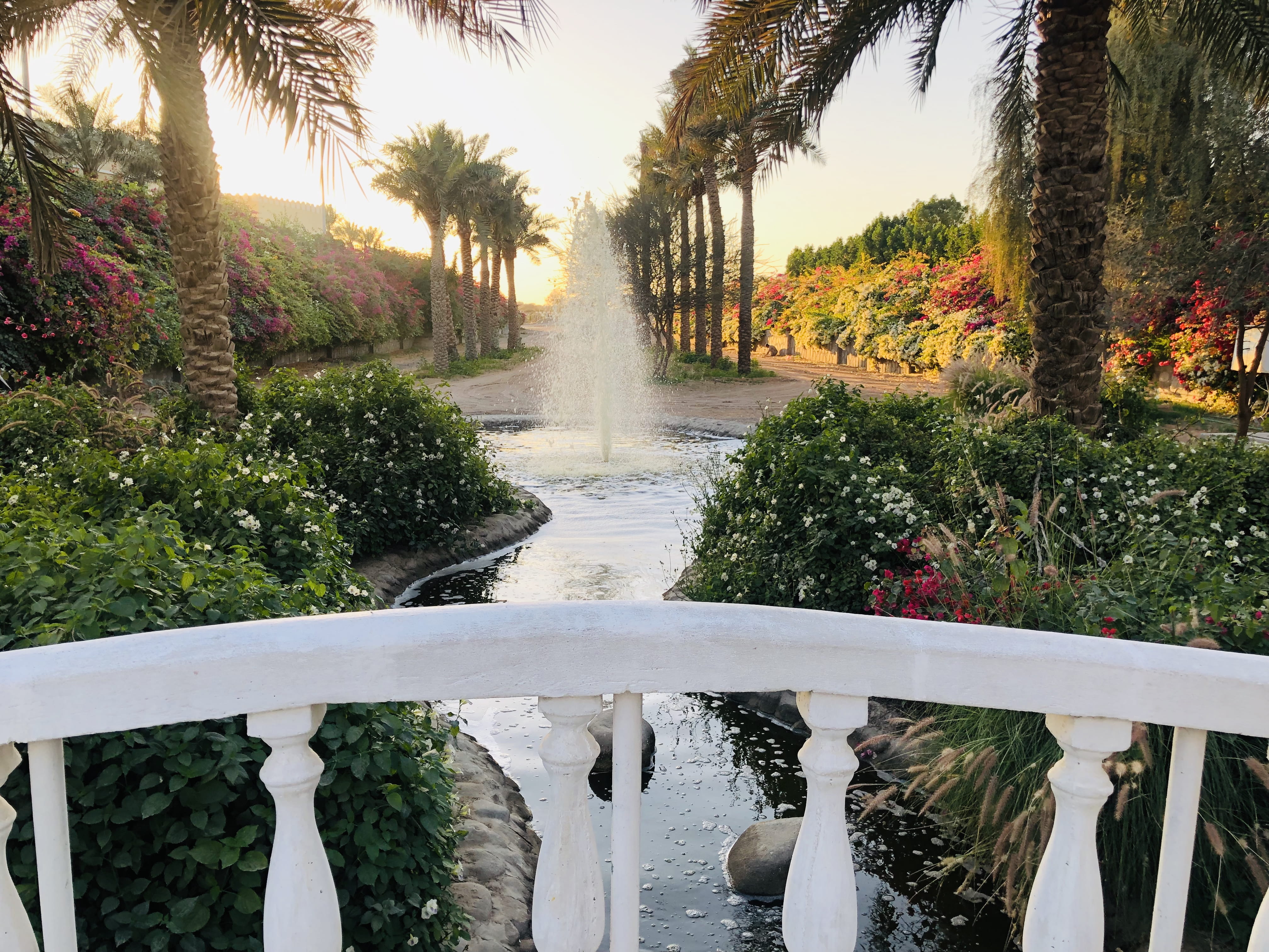scenics - nature, tranquility, footpath, outdoors, color, park, arecaceae, 4K, beauty in nature, assorted, nature, patio, no people, arbour, summer, tree, HD Wallpaper