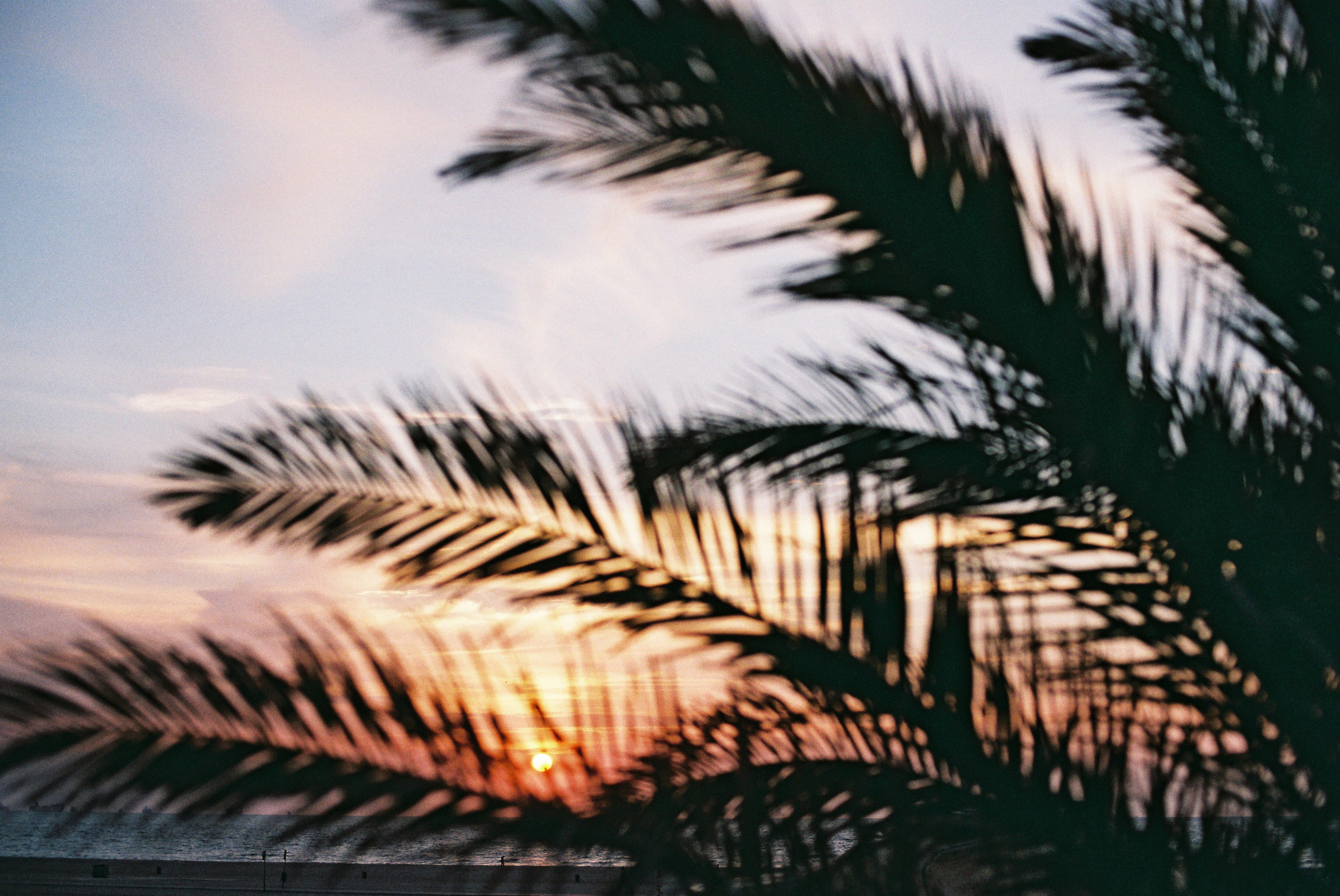 close-up, focus on foreground, natural pattern, coast, sunrise, palm, tree, sky, holiday, beach, outdoors, grass, conifer, nature, beauty in nature, vacation, HD Wallpaper