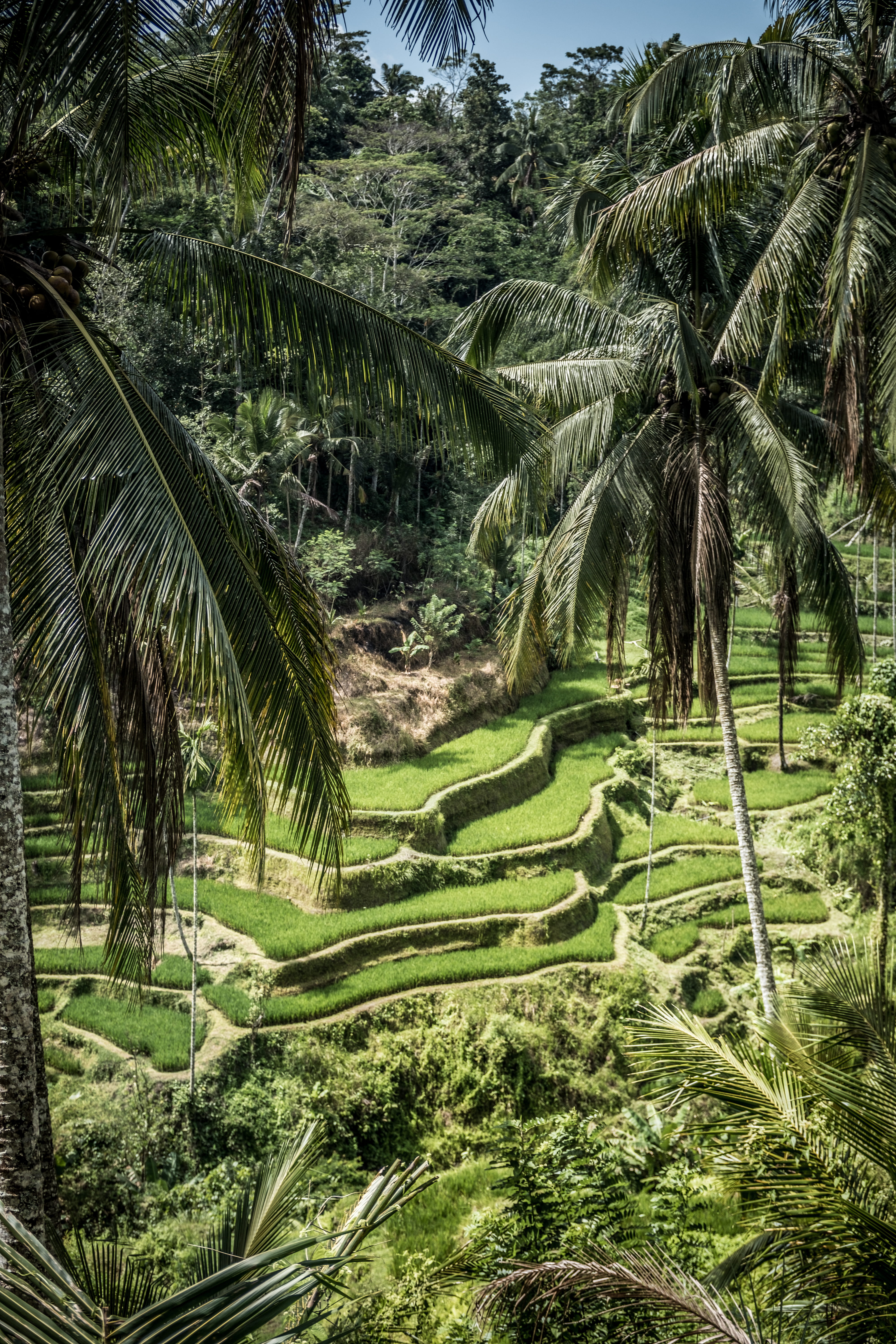 forest, vegetation, indonesia, land, tree, rainforest, tegallalang, landscape, rice farm, rice - cereal plant, plantation, agriculture, arecaceae, green color, Phone HD Wallpaper