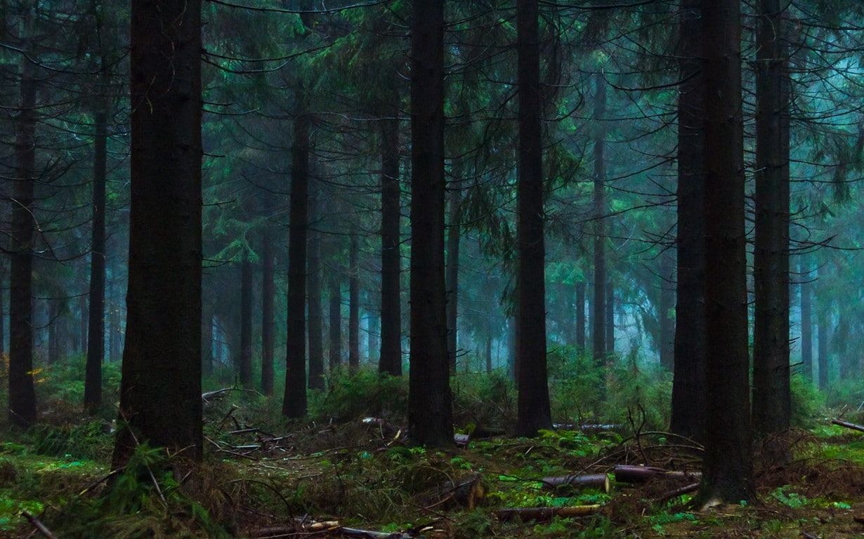 trees, tree, green color, beauty in nature, shrubs, blue, fairy tale, landscape, outdoors, plant, tranquil scene, forest, 480P, no people, tranquility, HD Wallpaper