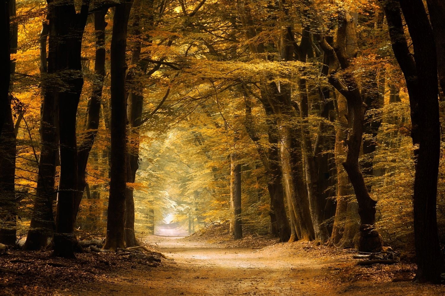 untitled, non-urban scene, tranquil scene, outdoors, day, direction, beauty in nature, trunk, photography, path, forest, land, treelined, tree, growth, HD Wallpaper