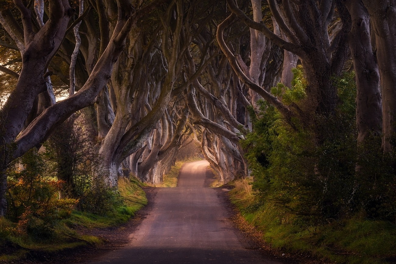 direction, footpath, nature, tree trunk, 720P, tree, branch, road, grass, daylight, plant, shrubs, diminishing perspective, transportation, landscape, HD Wallpaper