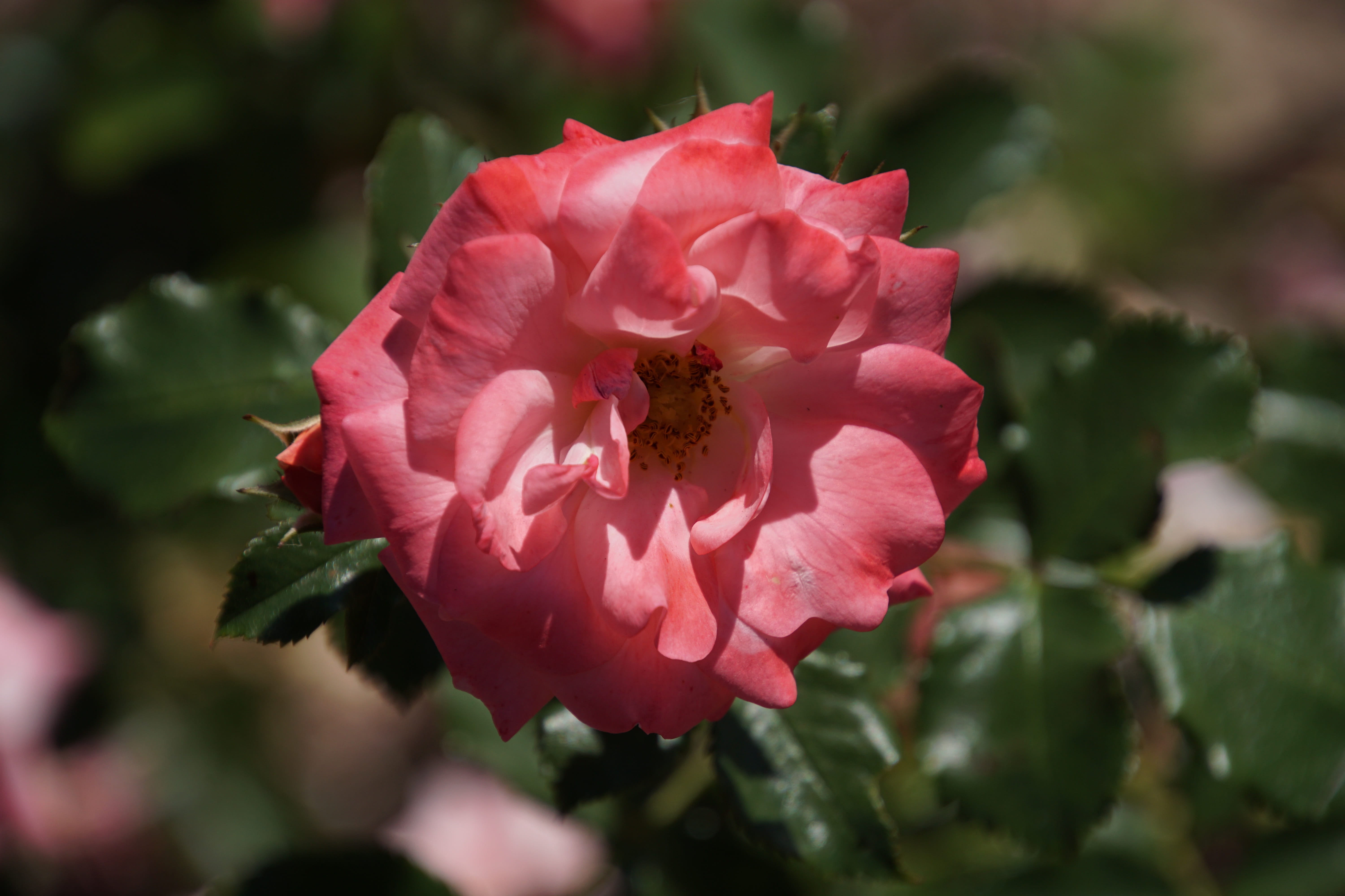 summer, green, rose bloom, plant, Fairy Tales, flower head, beauty, focus on foreground, pink, no people, floristry voucher, breeding, rose, white, inflorescence, HD Wallpaper