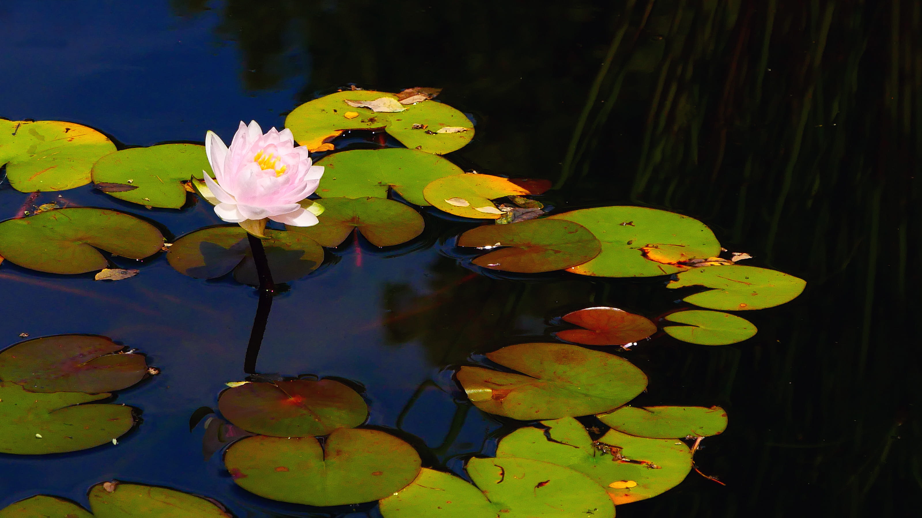 plant part, bloom, leaf, pad, beauty in nature, flower, lotus water lily, lake, flower pics, floating, lily plant, pink, images flowers, small, pond lily, HD Wallpaper