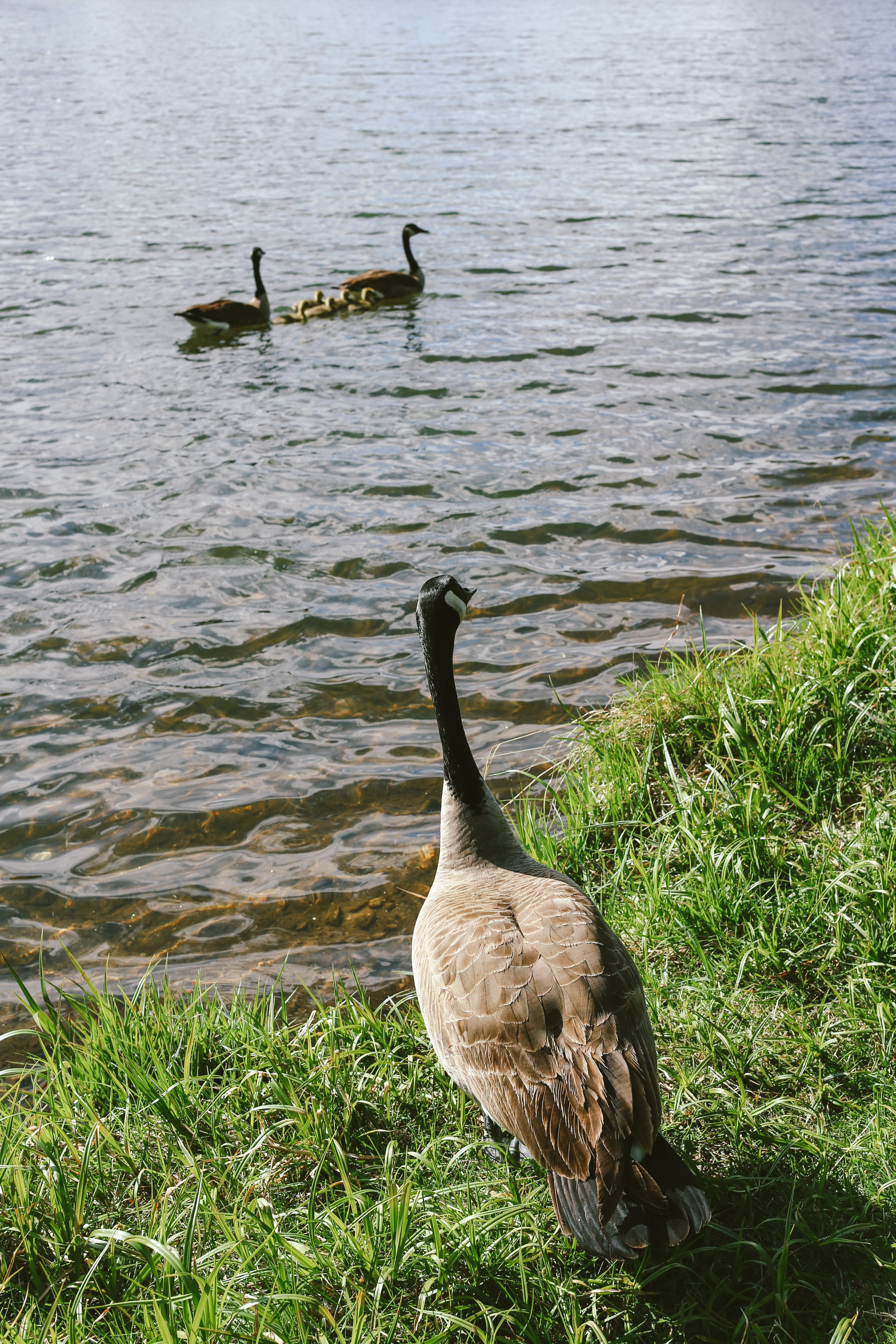 two animals, sylvan lake - harney, lake, water, south dakota, grass, animal family, day, keystone, goose, 5K, vertebrate, geese, animal themes, group of animals, Phone HD Wallpaper