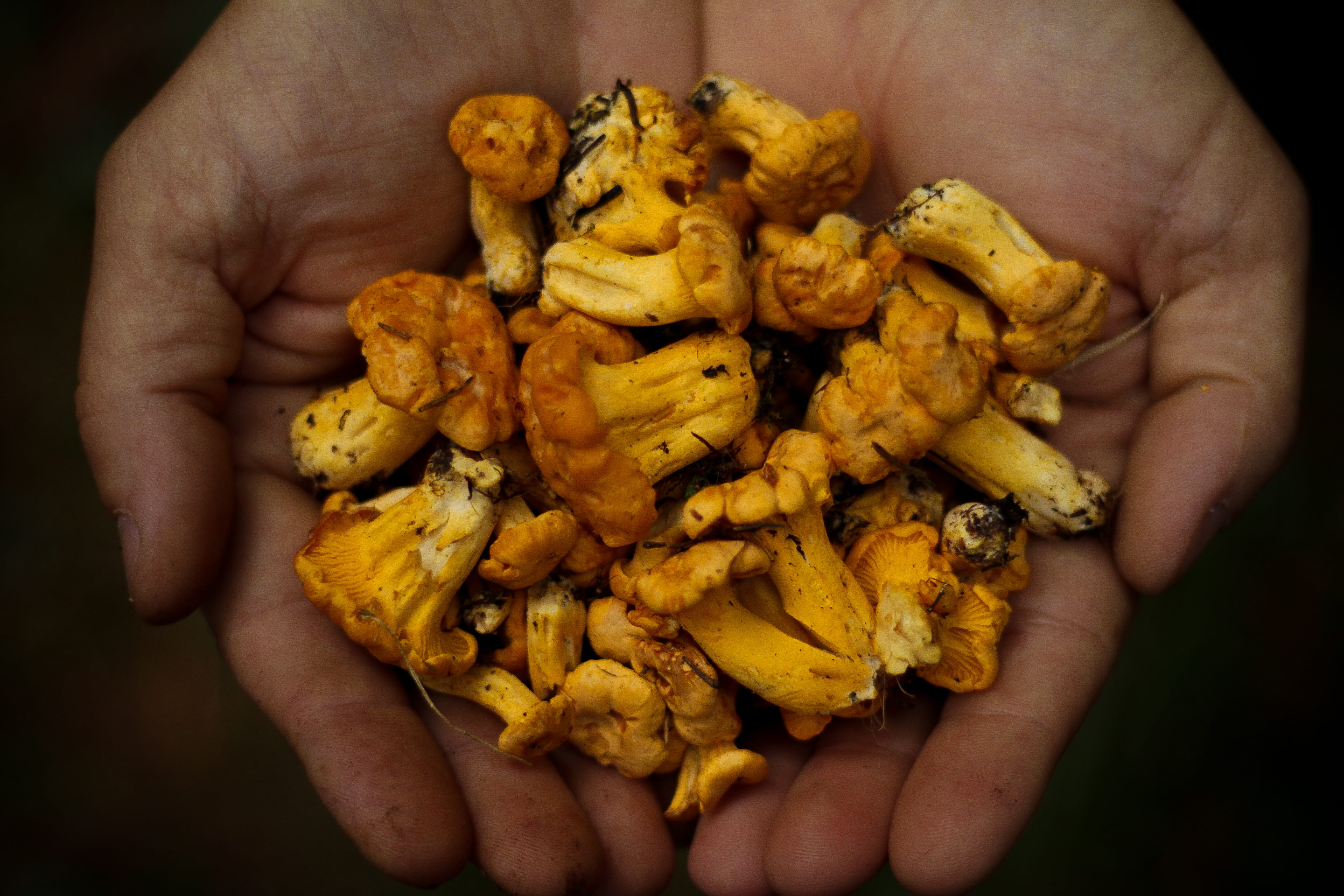 nature, snack, lot, s, close-up, human body part, freshness, harvest, mushrooms, 5K, gourmet, finger, hand, forest, human hand, forage, hands cupped, wellbeing, HD Wallpaper