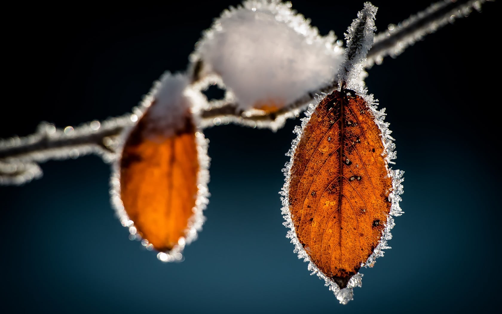 close-up, plant, leaves, fruit, indoors, hanging, food, ice, frost, butterfly - insect, focus on foreground, macro, winter, black background, food and drink, HD Wallpaper