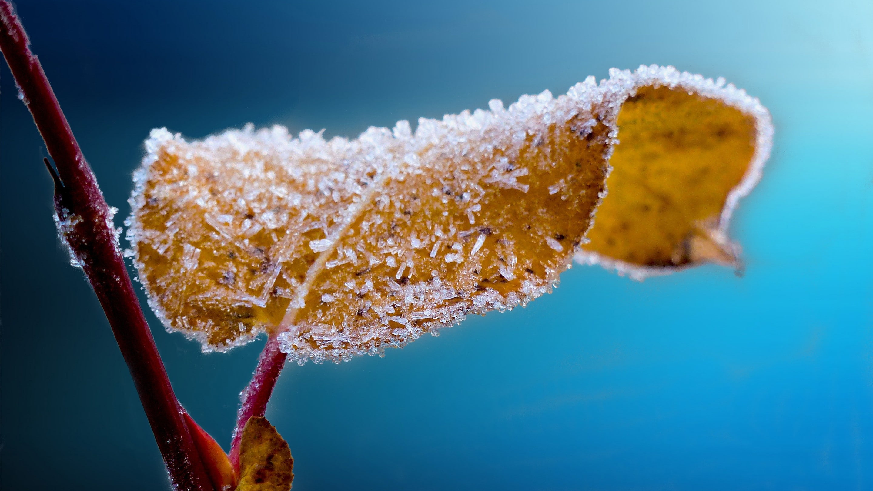 frost, ice, leaves, macro, 2K, HD Wallpaper