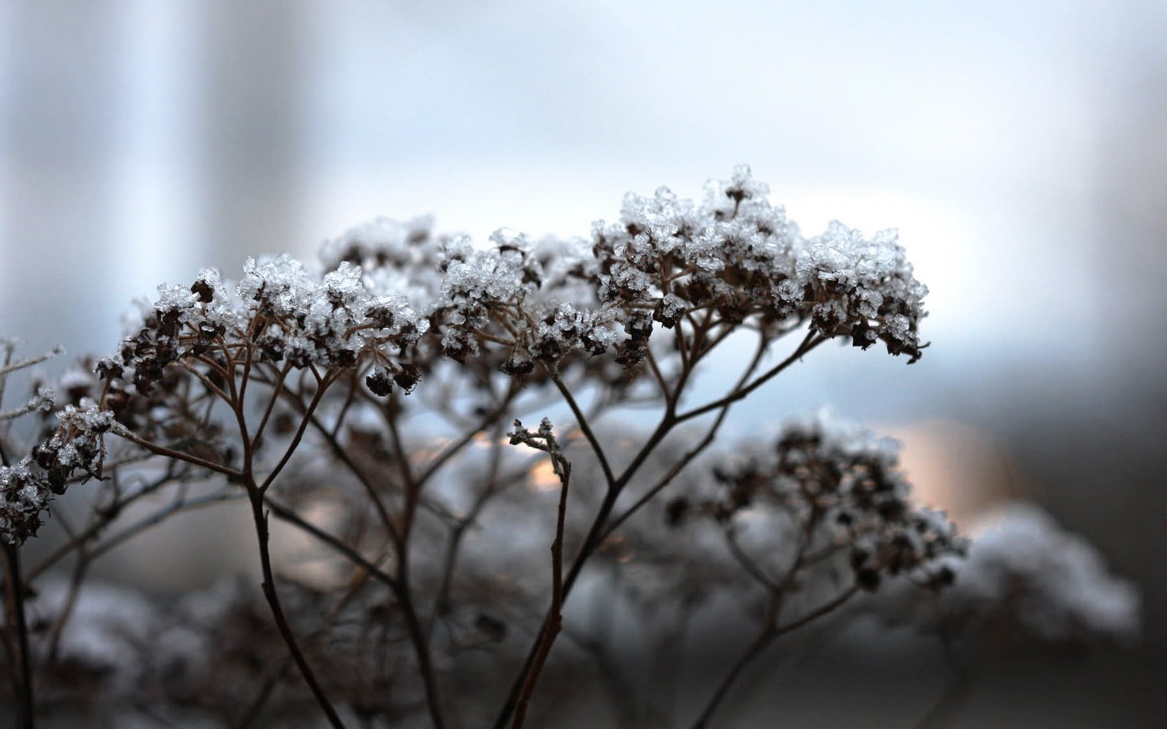 plants, macro, ice, 720P, frost, snow, landscape, HD Wallpaper