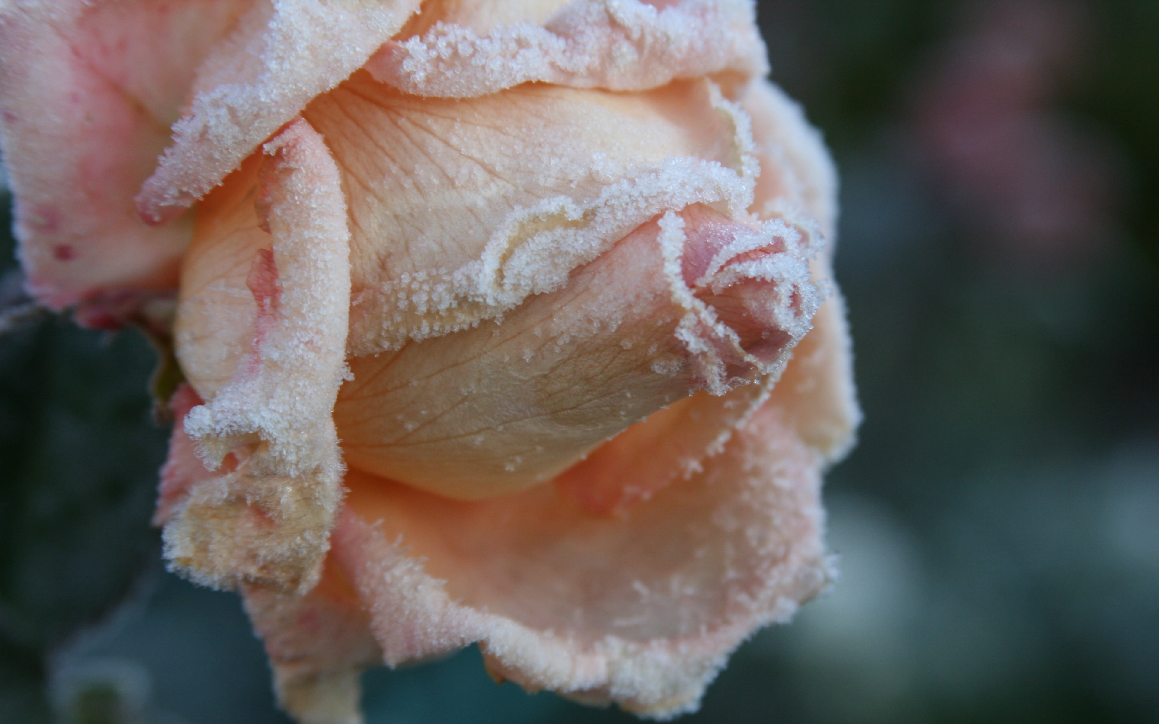 food and drink, plant, wellbeing, plush, flower, healthy eating, growth, nature, petal, bear, freshness, food, close-up, flowers, toy, frost, 4K, rose, HD Wallpaper