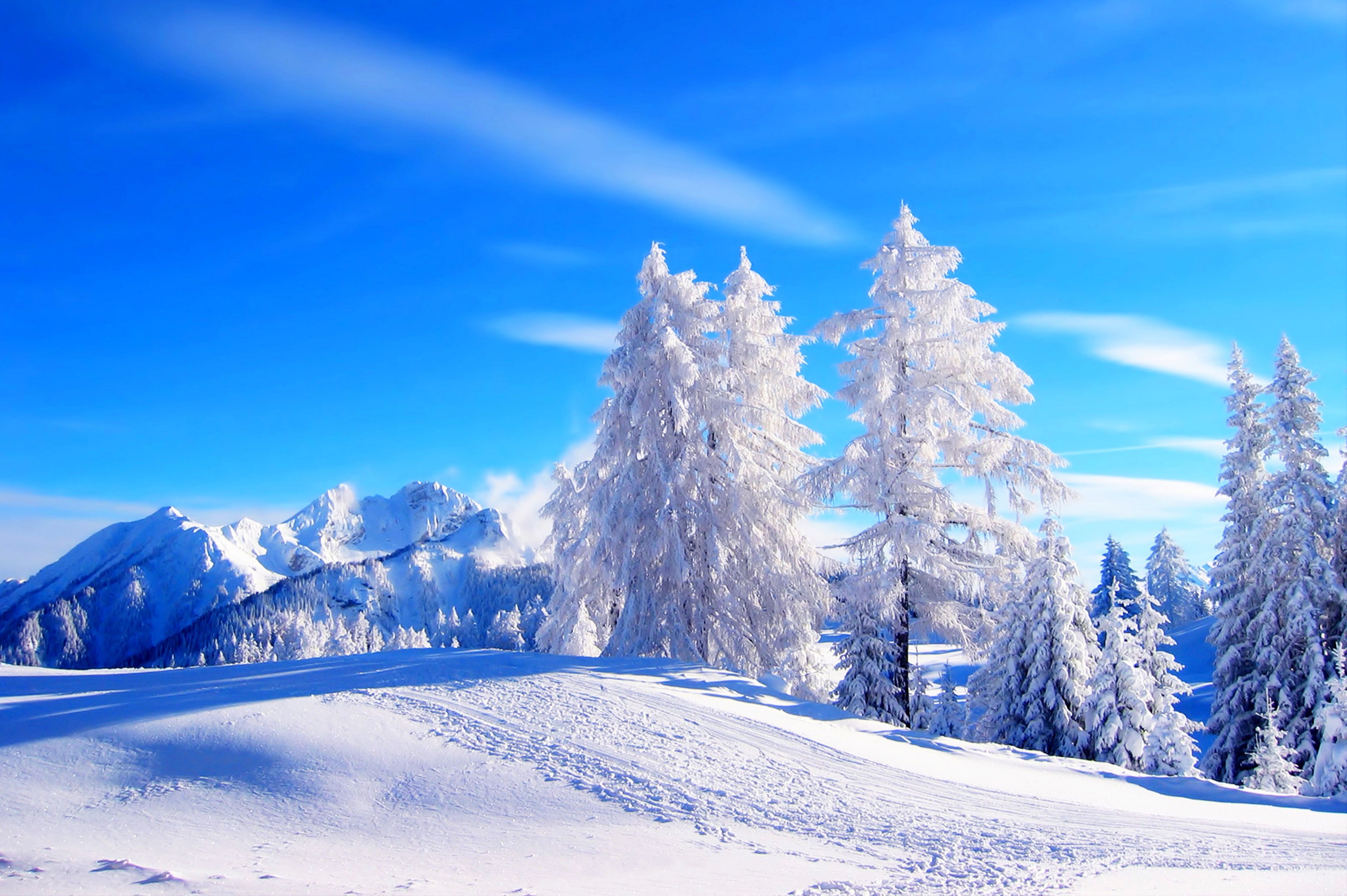 4K, 4K, Frosted trees, Winter, HD Wallpaper