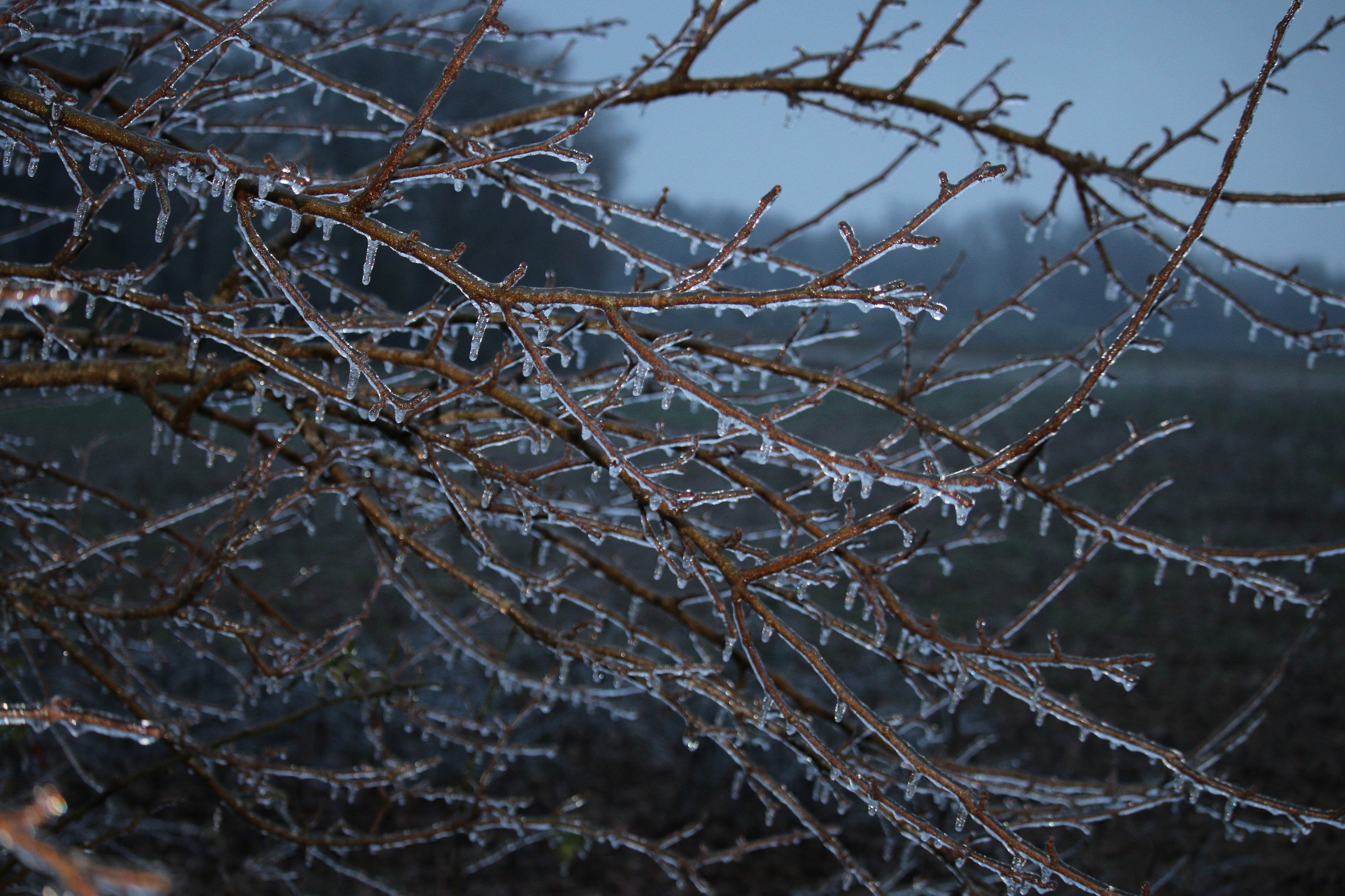 dead plant, nature, bare tree, tranquility, cold temperature, complexity, frozen, ice, winter, no people, 5K, outdoors, tree, focus on foreground, twig, HD Wallpaper