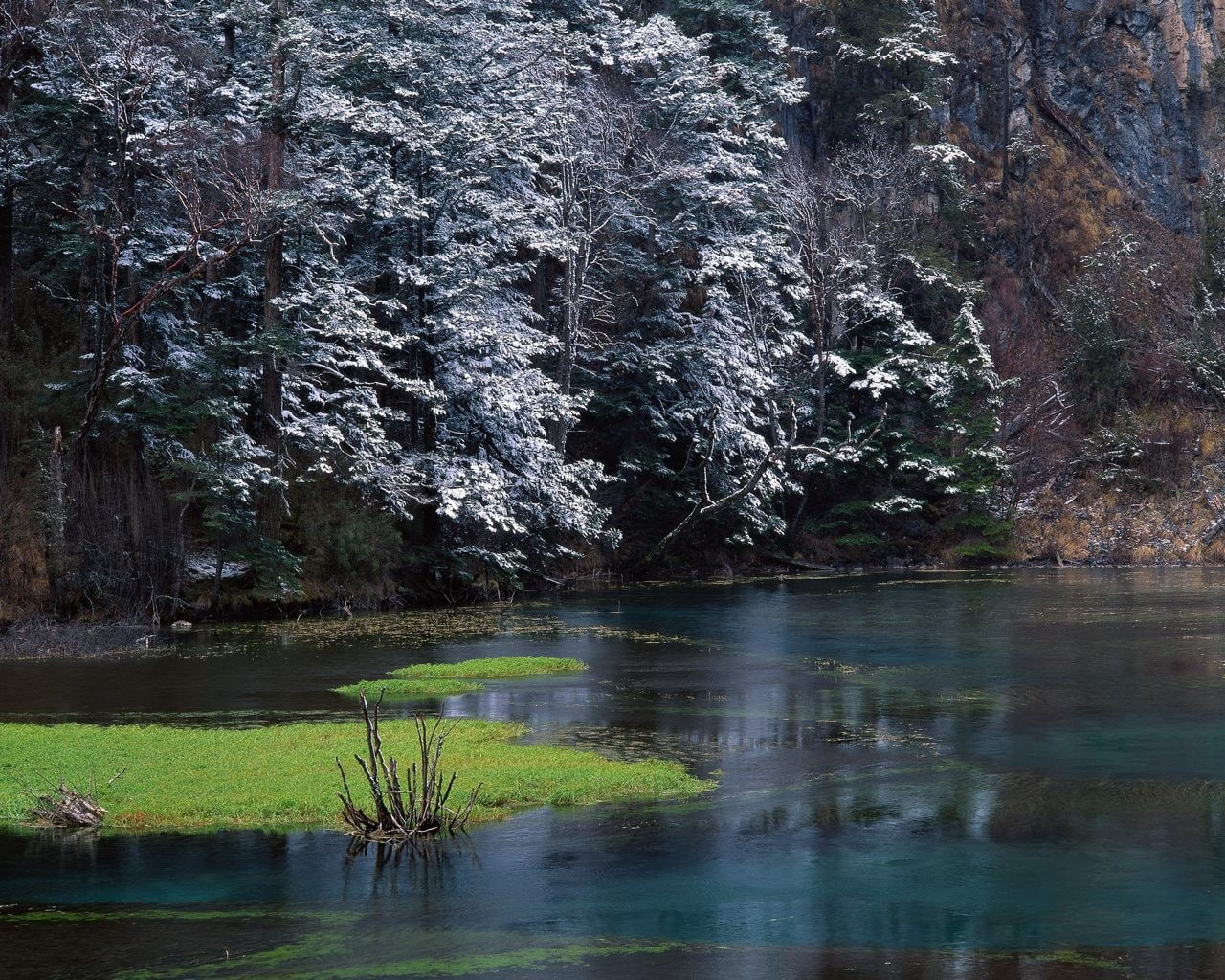 forest, 720P, frost, HD Wallpaper