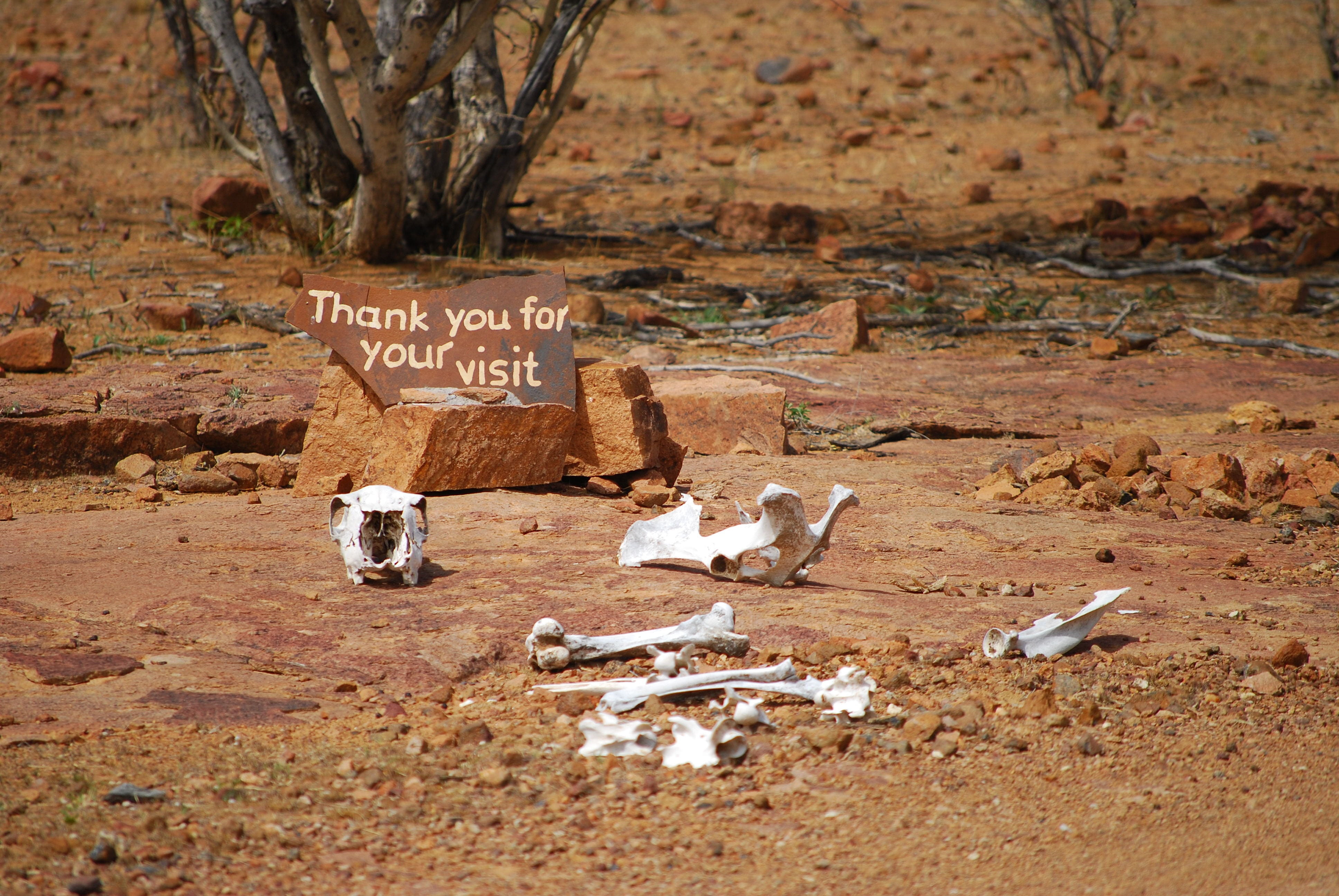 nature, land, good bye, desert, western script, environment, field, tree, brown, sarcastic, animal wildlife, travel, come back, no people, bone, animal, HD Wallpaper