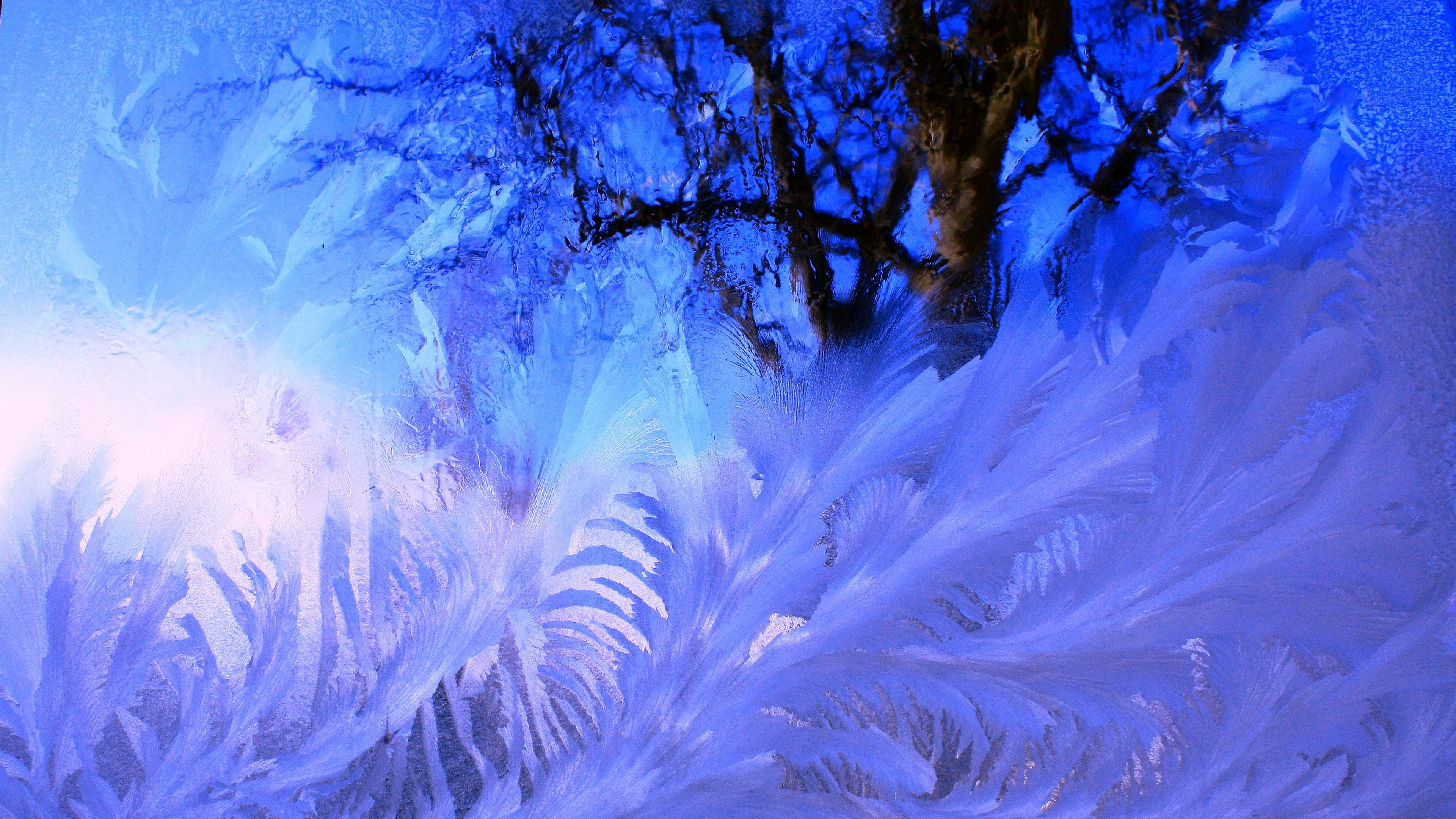 no people, winter, sunlight, sky, frozen, nature, outdoors, softness, growth, cold temperature, plant, snow, tranquility, 4K, blue, beauty in nature, backgrounds, HD Wallpaper